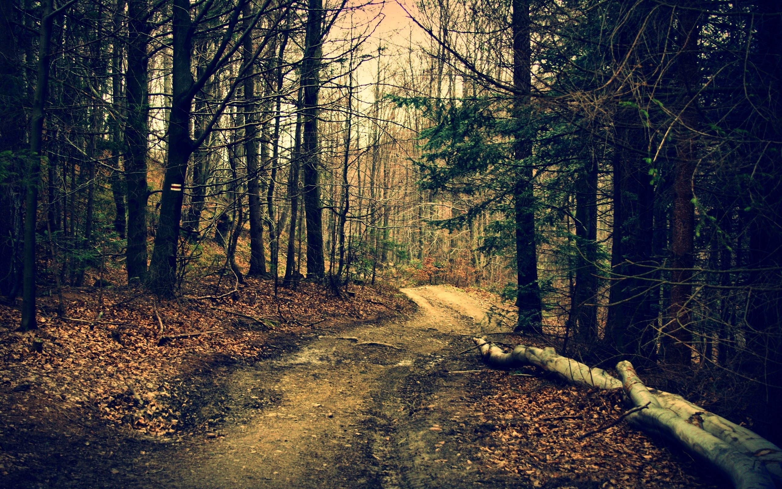 Forest trail surrounded by trees