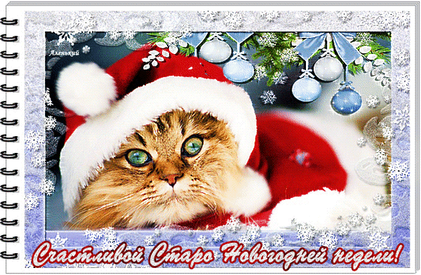 Postcard on the theme kitten cats new year`s hat download for free