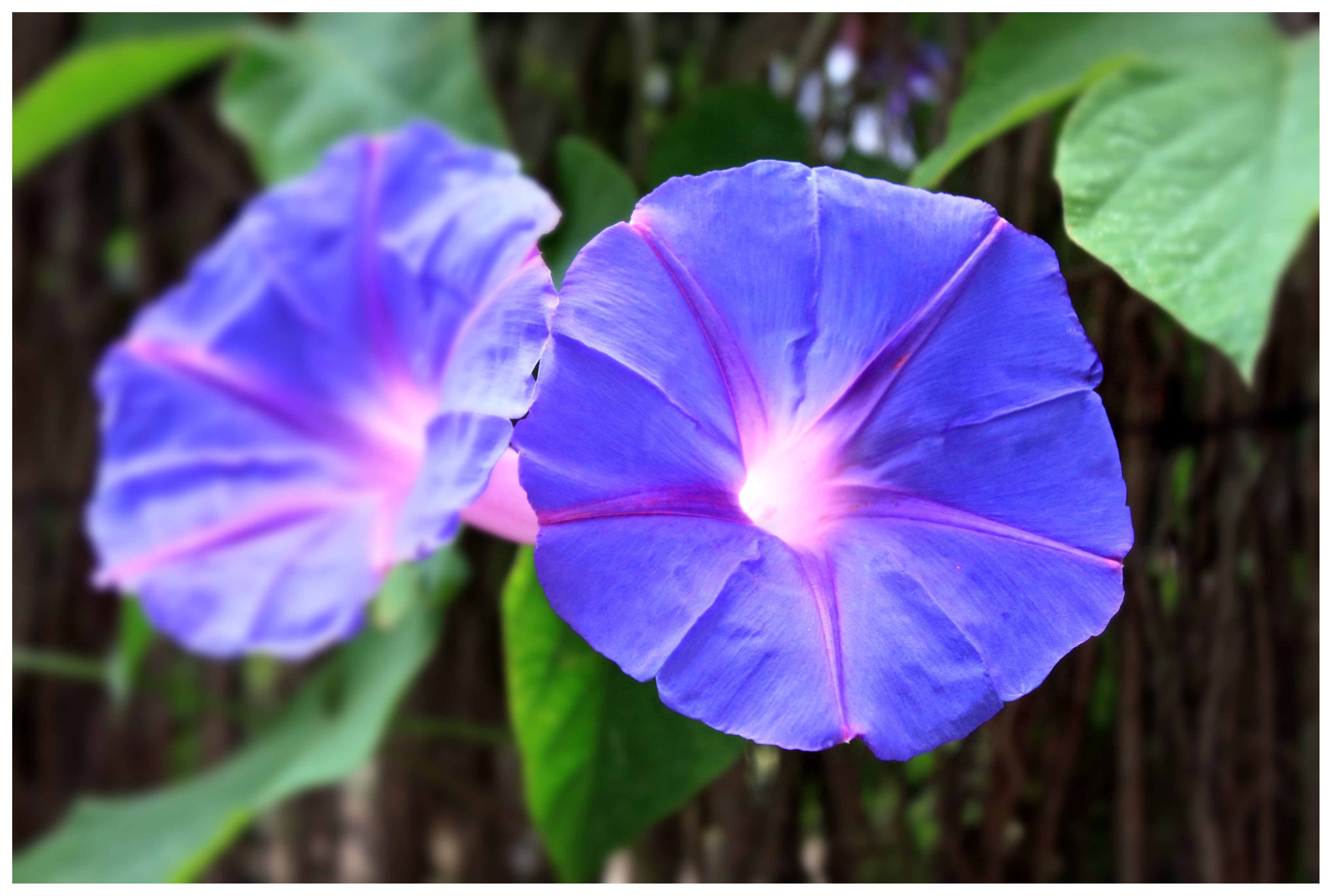 Wallpapers decorative plant nature plant on the desktop