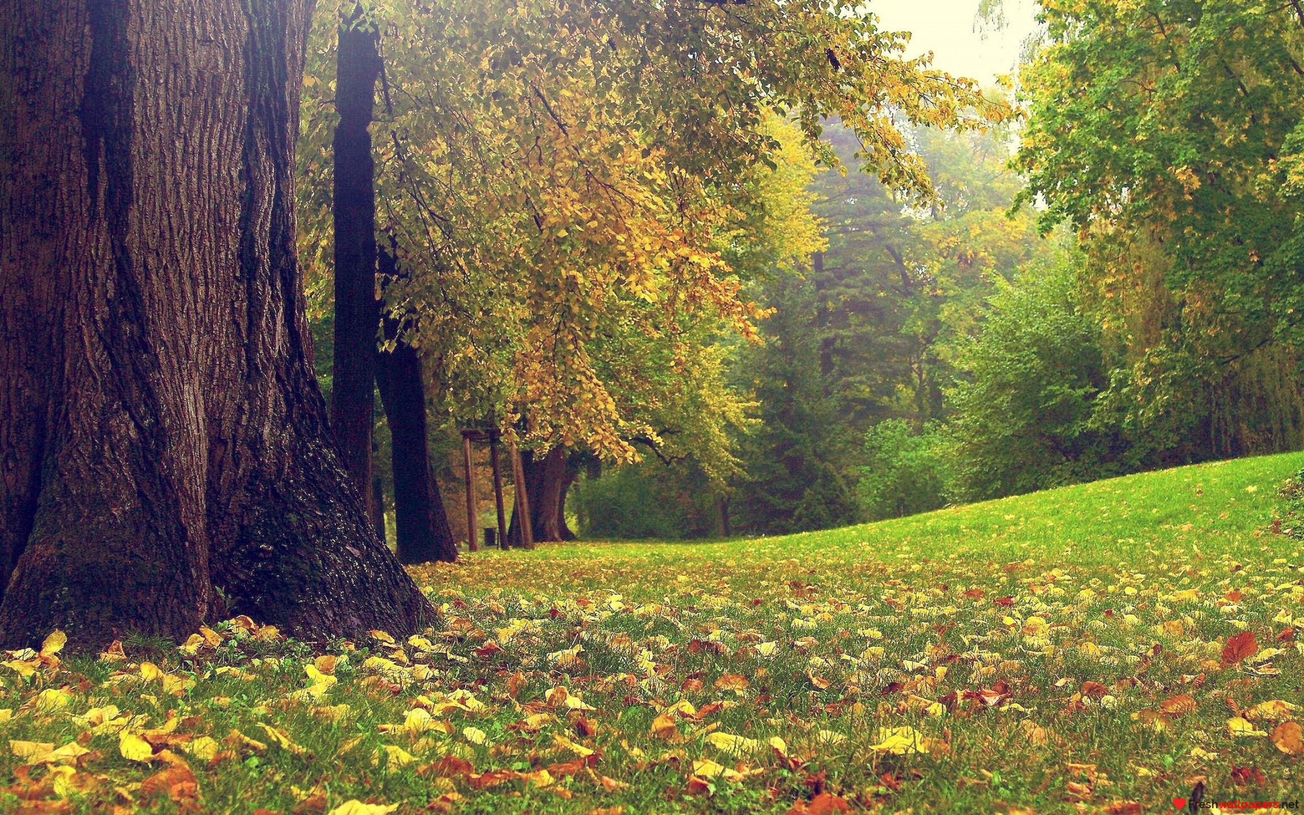 Free photo Lawn in the park among the trees during the fall of leaves