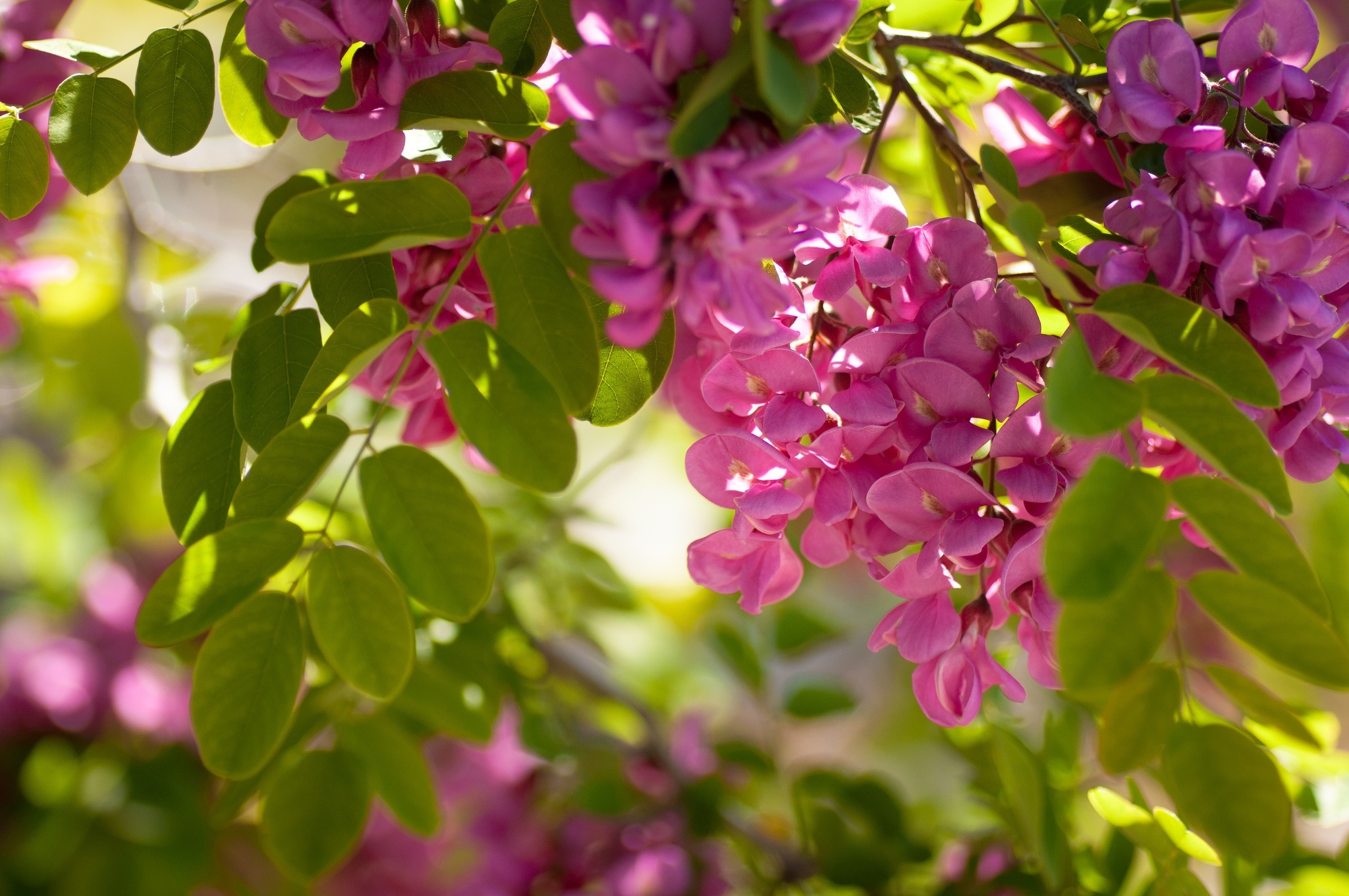 Pink flowers on tree branches