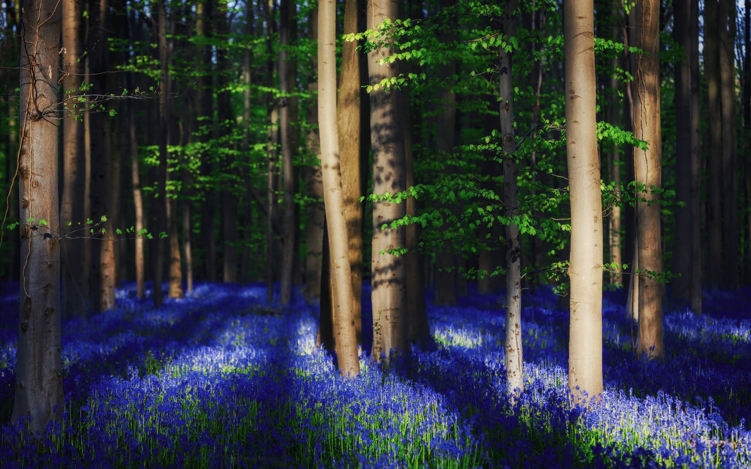 Free photo Blue flowers in the forest