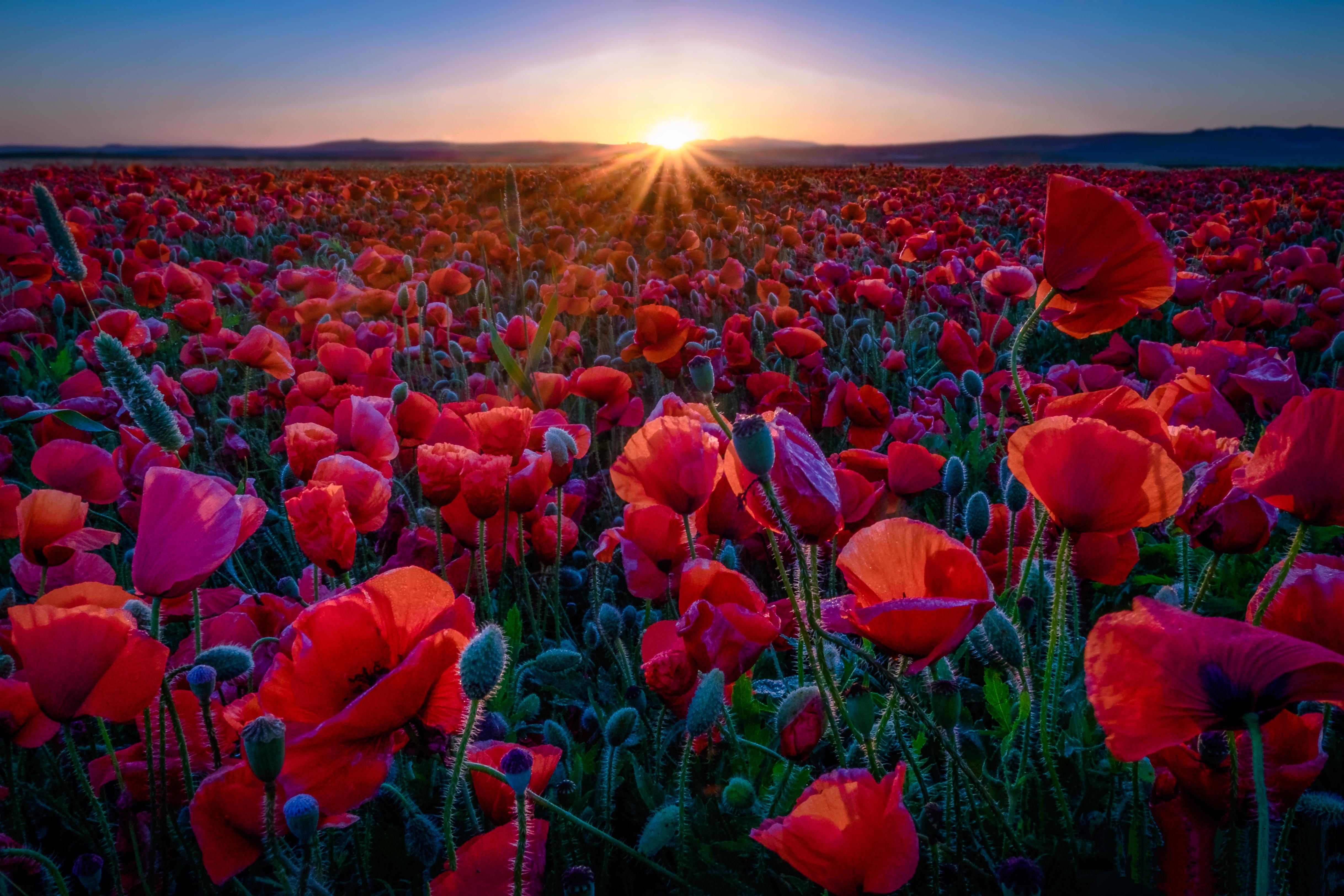 Free photo Splash poppies field on the screen