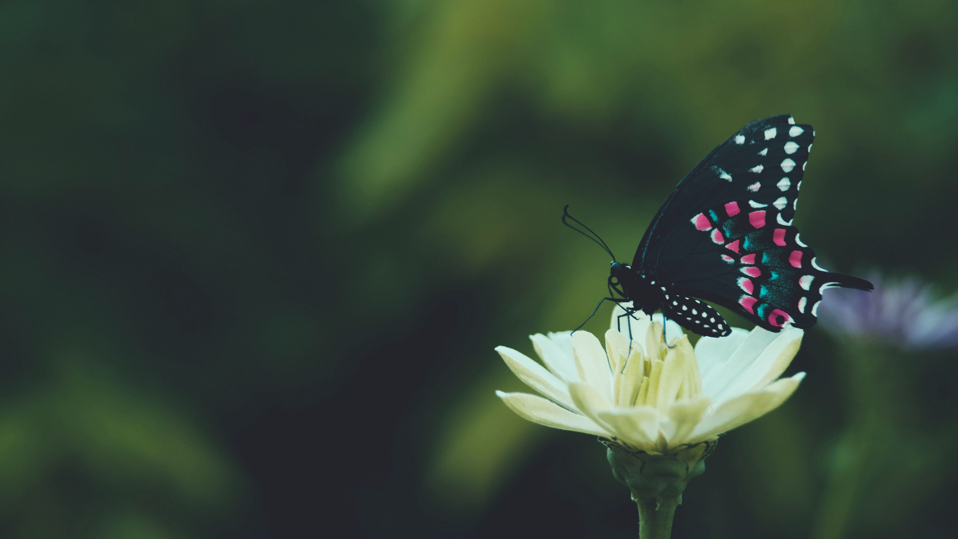 Бесплатное фото Бабочка с черными крыльями на цветке