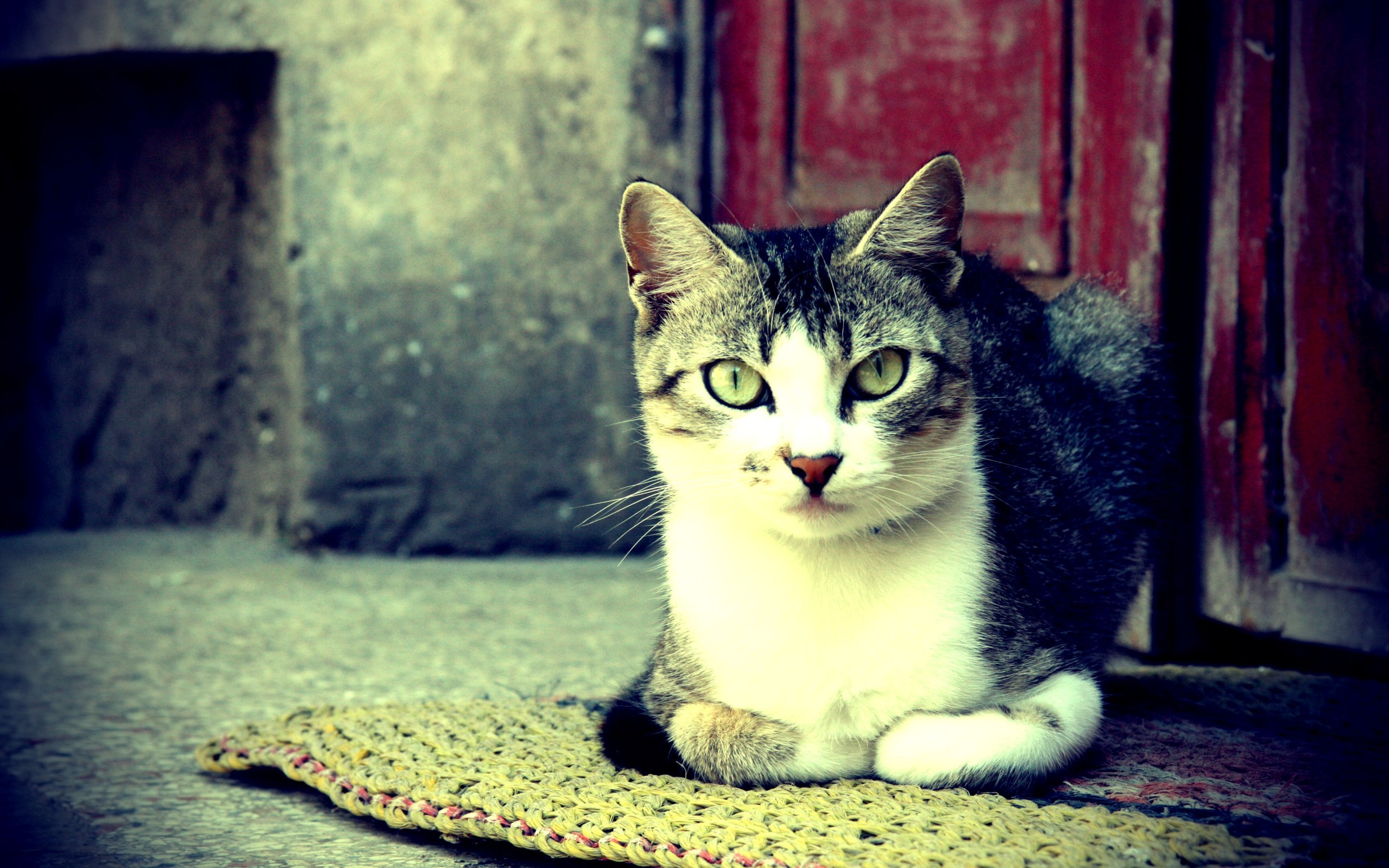 Free photo The green-eyed tabby