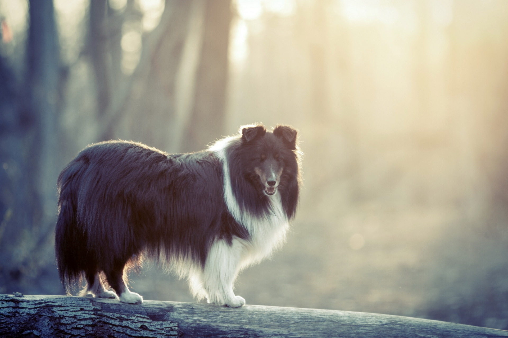 Wallpapers dog fluffy fog on the desktop