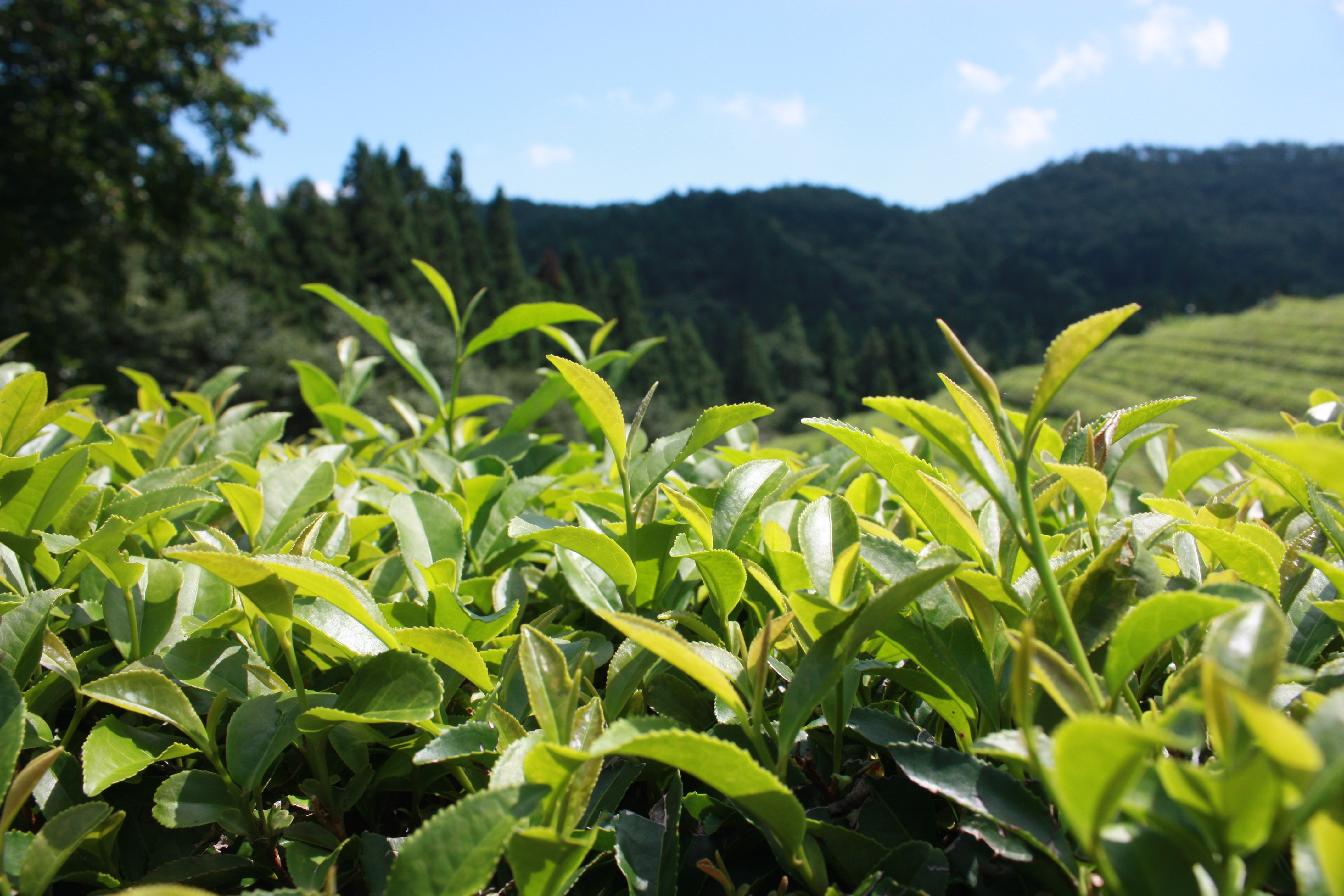 Wallpapers agriculture shrub flora on the desktop