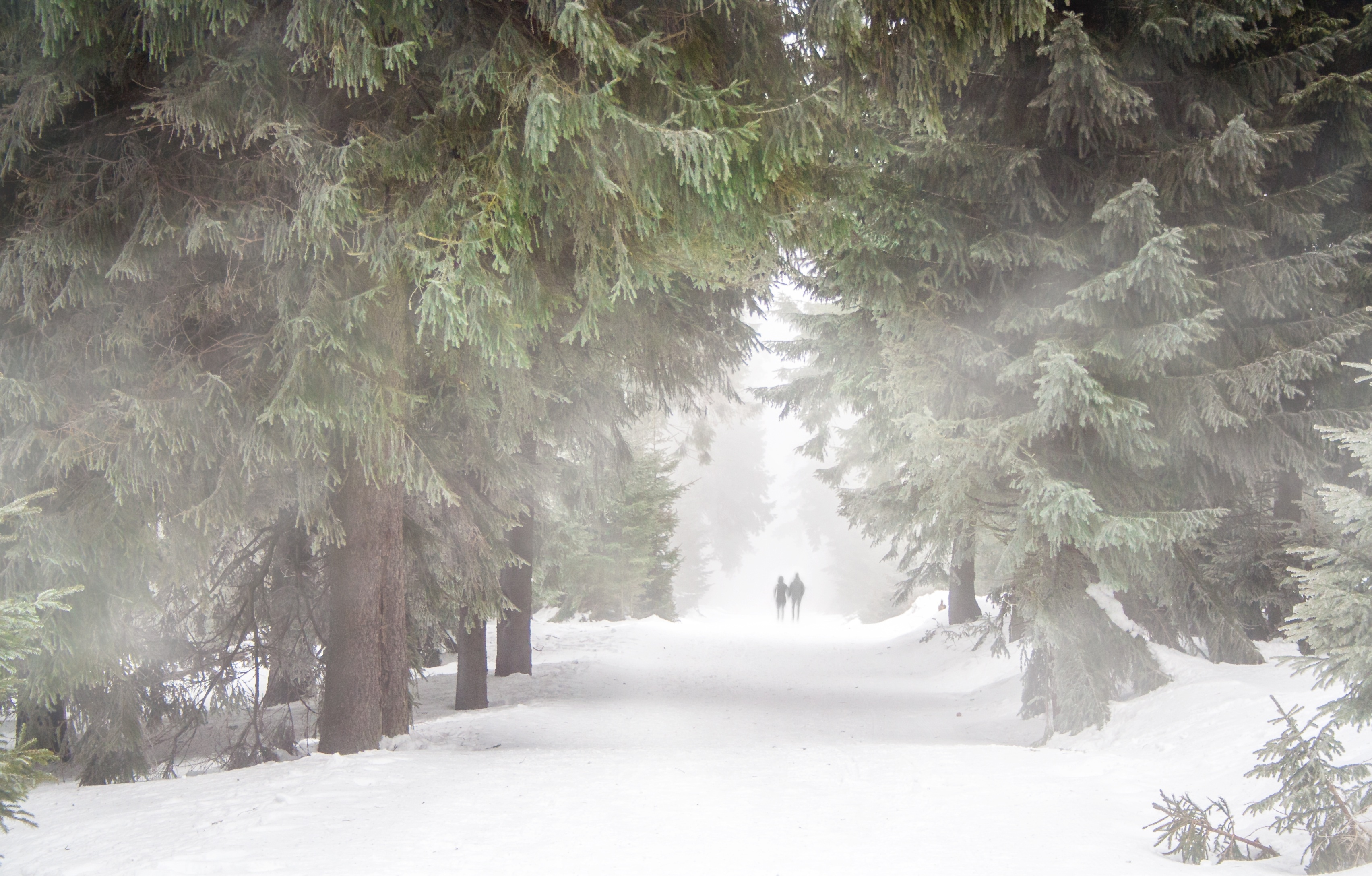 Wallpapers cold winter storm forest on the desktop