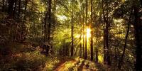 Солнечные лучи пробиваются сквозь густую листву, озаряя лесную тропу тёплым золотистым светом.