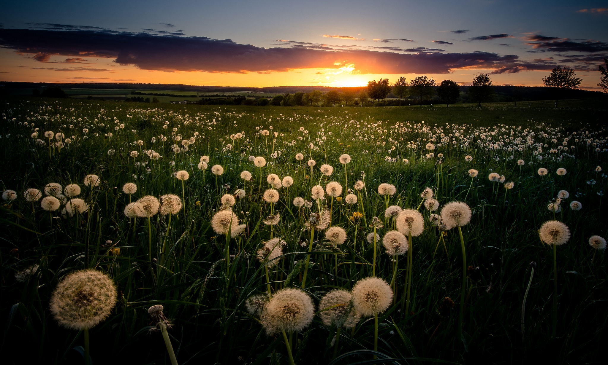 Wallpapers dandelions grass nature on the desktop