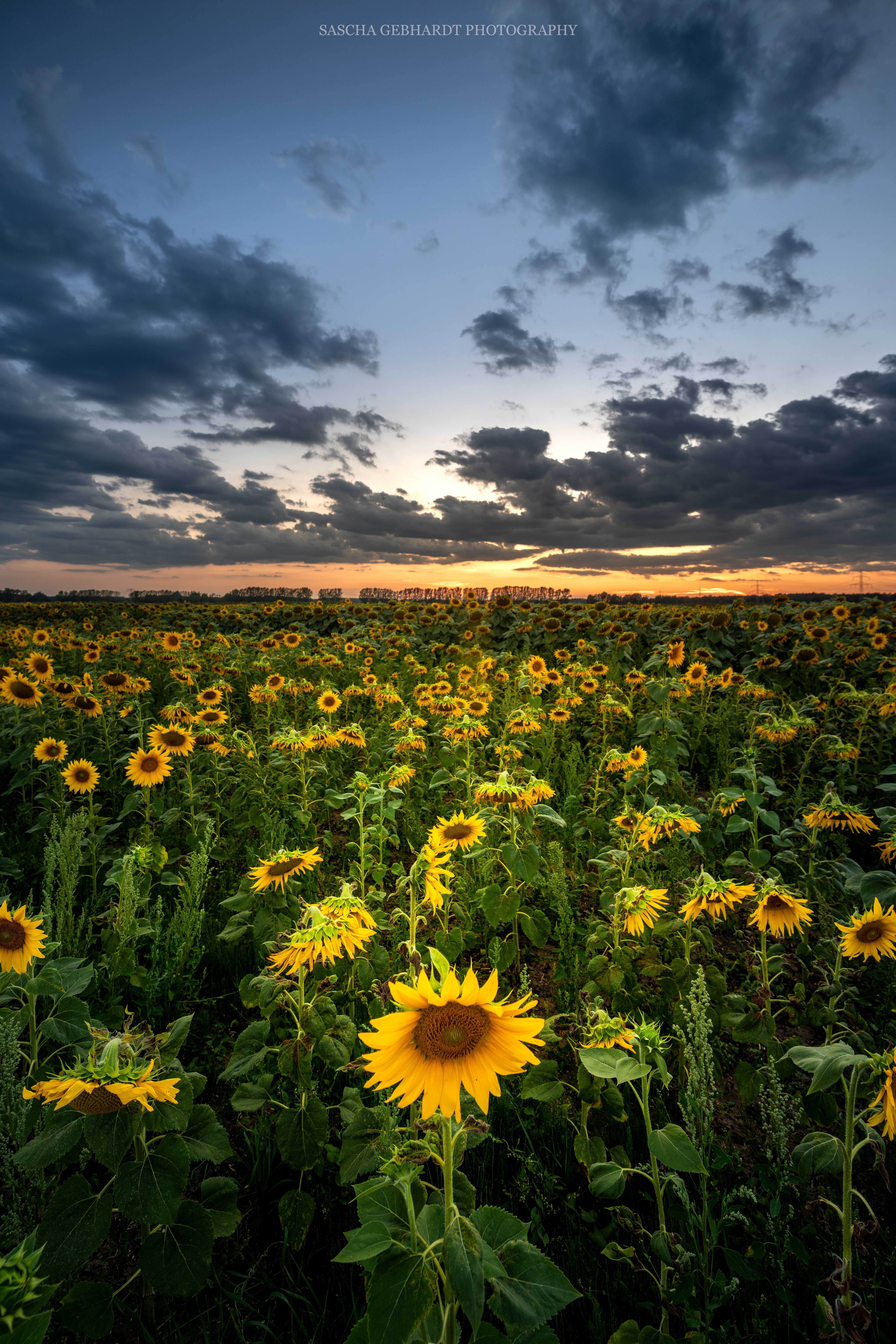 Wallpapers sunset sky sunflower field on the desktop