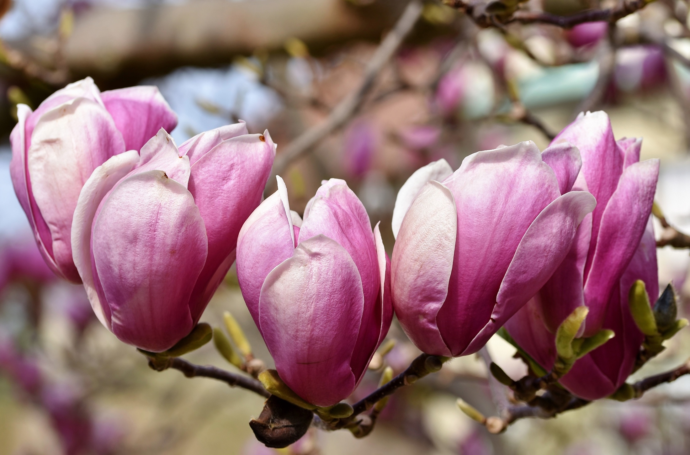 Free photo Pink Magnolia Wallpaper