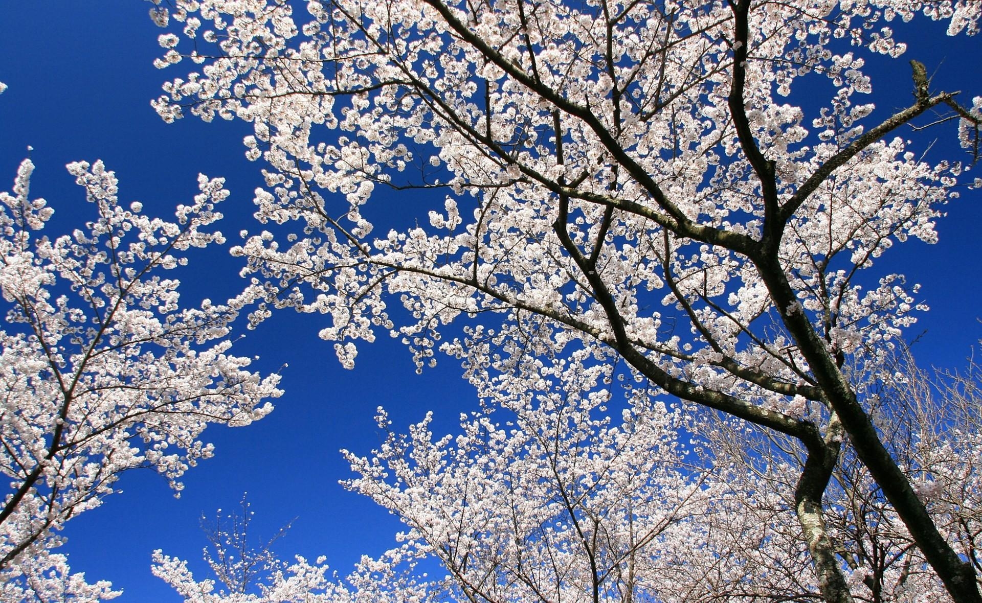 Весеннее небо в цвету