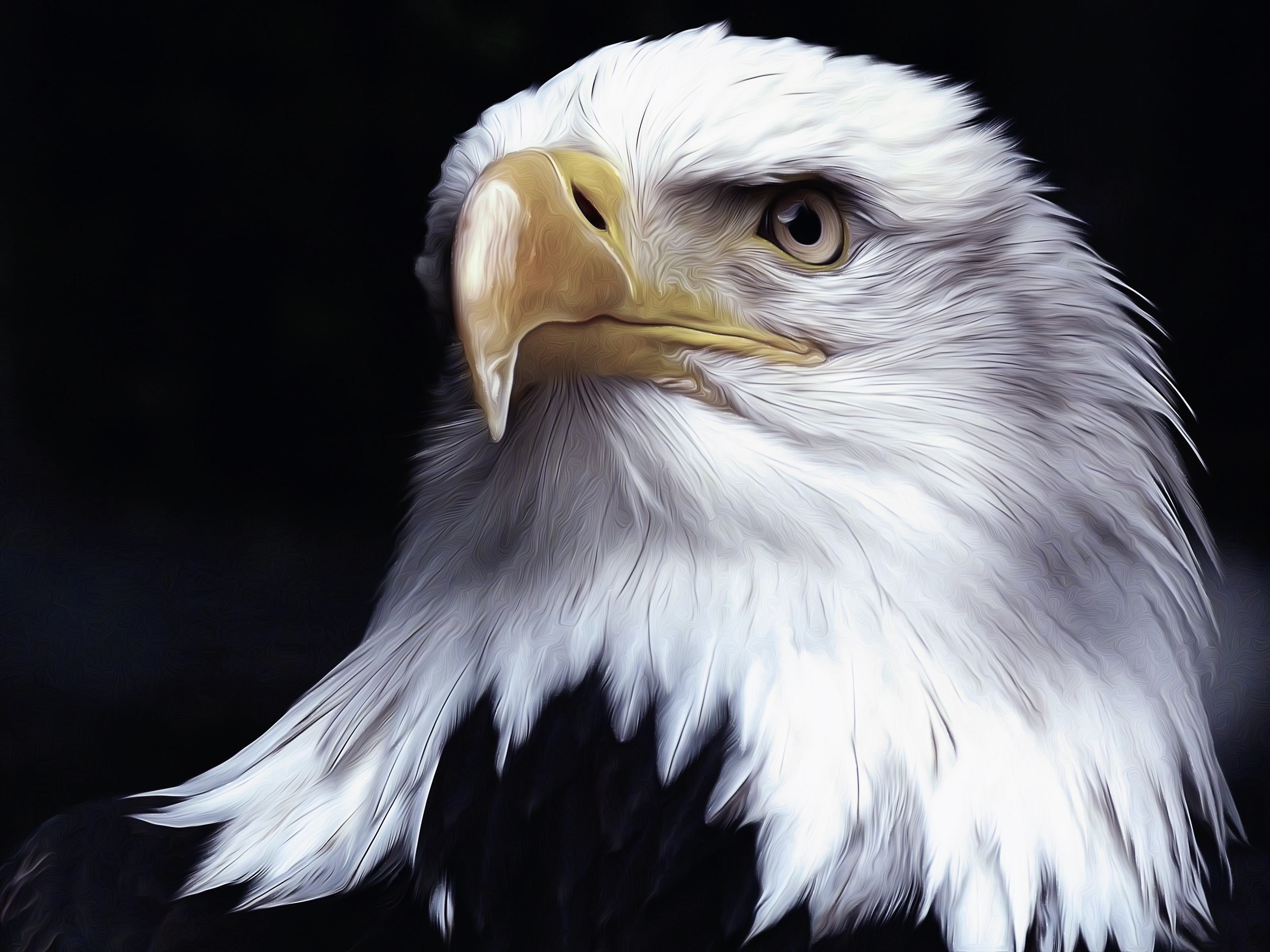 Wallpapers eagle predator birds bald on the desktop