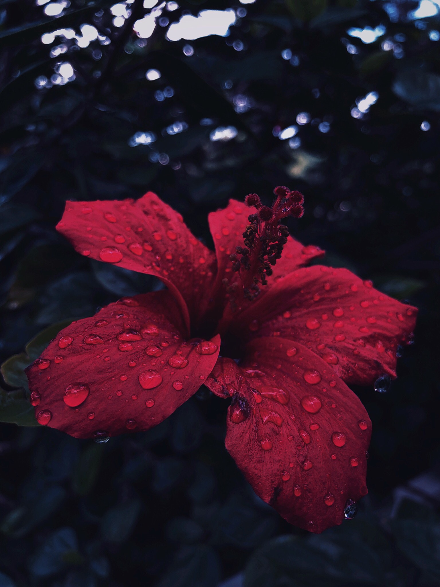 Wallpapers drops petals drops of water on the desktop