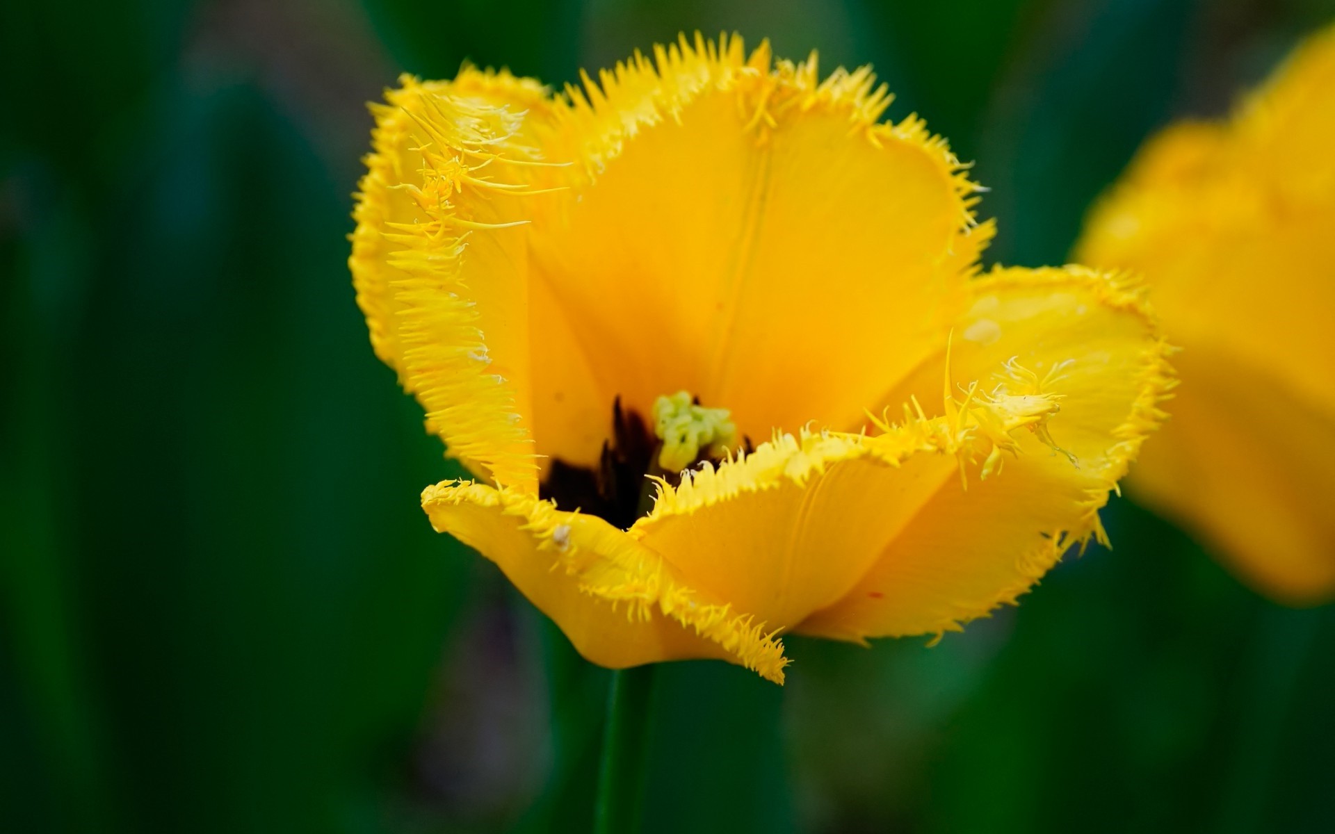 Yellow wildflowers