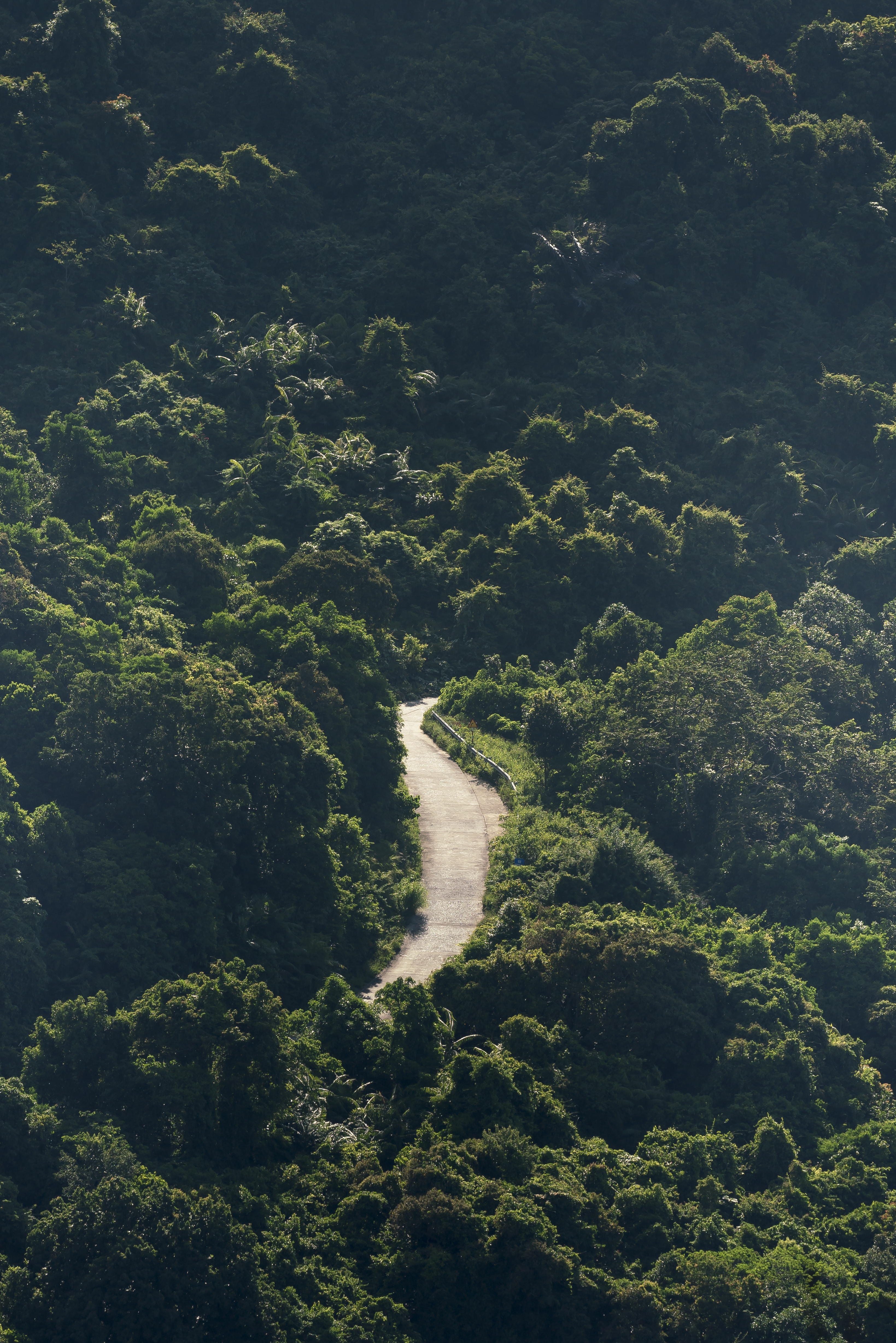 Wallpapers tropical forest road mountains on the desktop