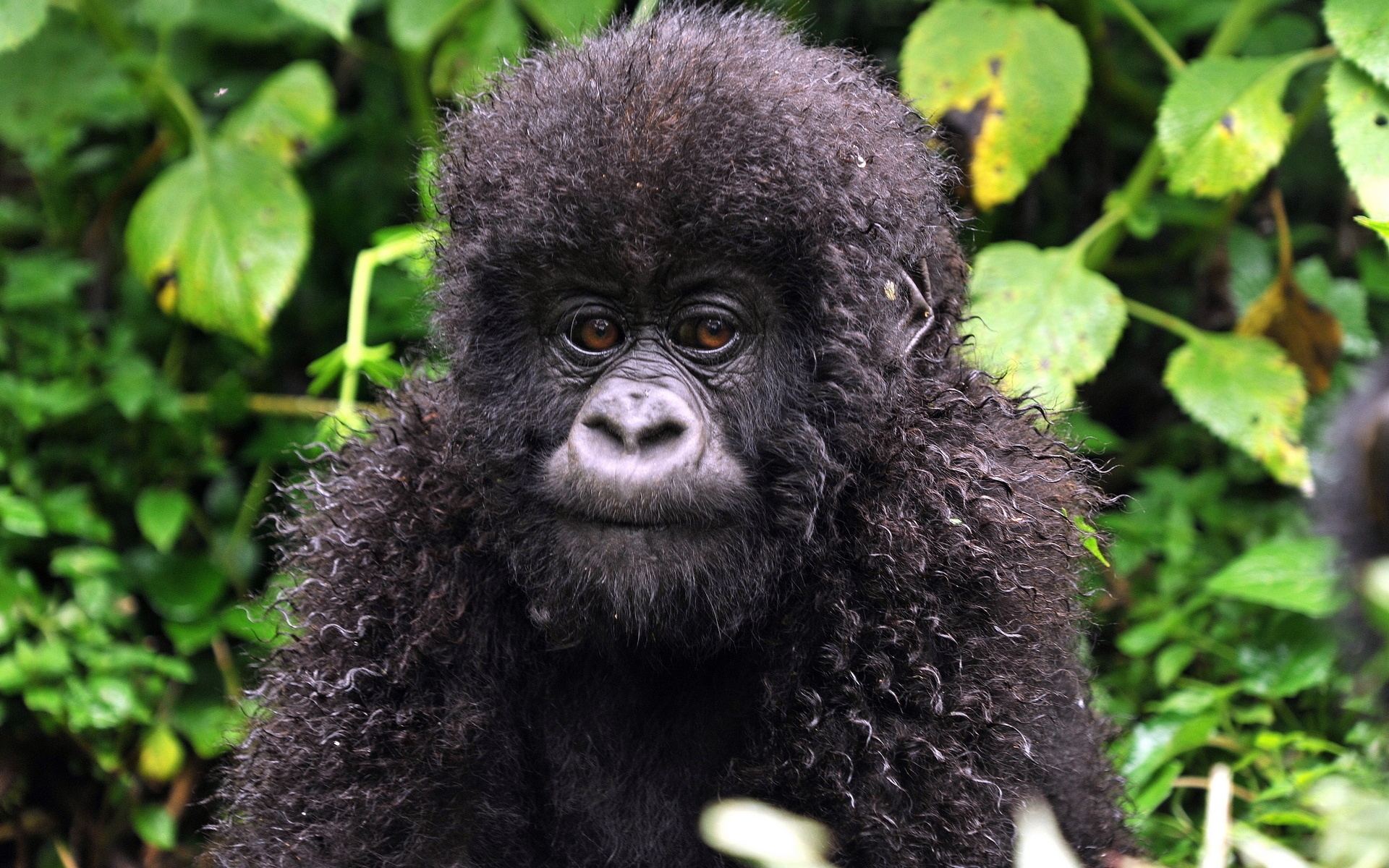 Free photo Hairy, curly-haired monkey.