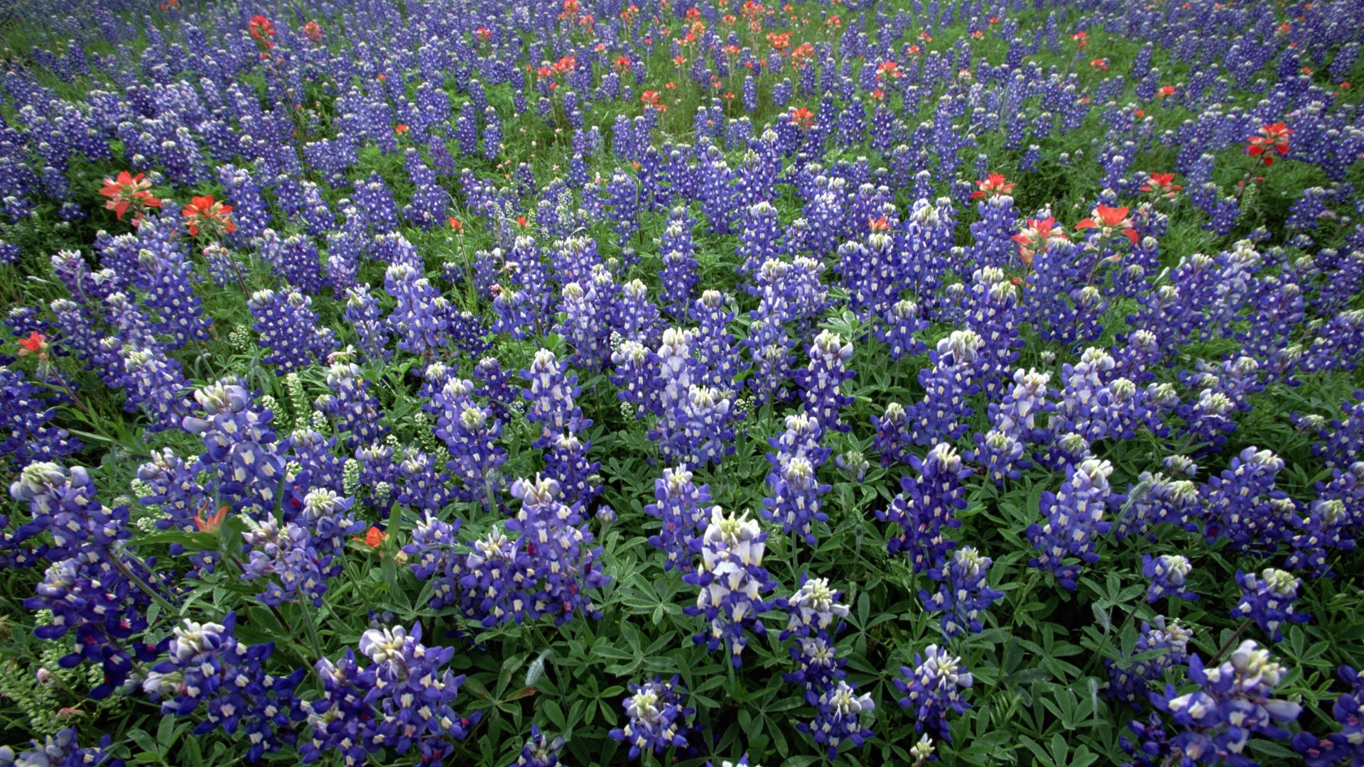 Wallpapers lupines flowers fields on the desktop