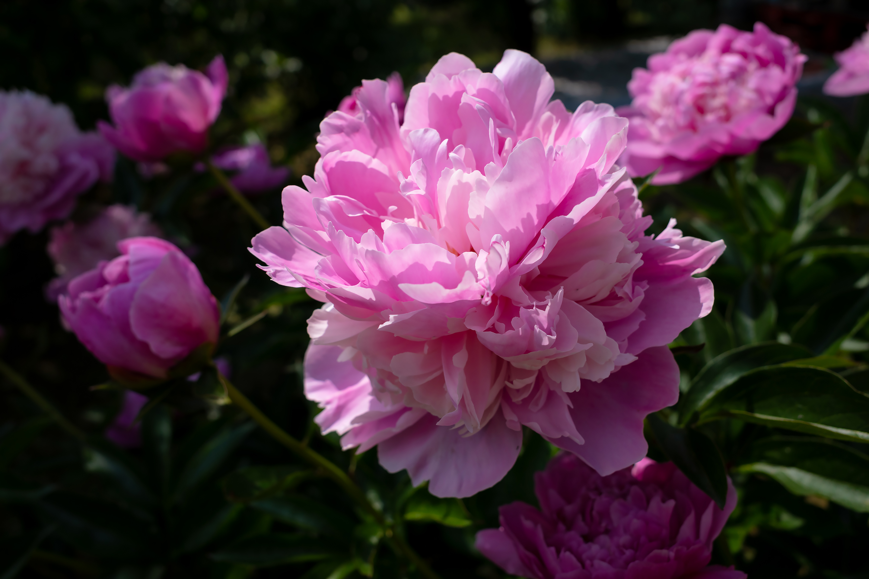 Бесплатное фото Большой розовый пион крупным планом