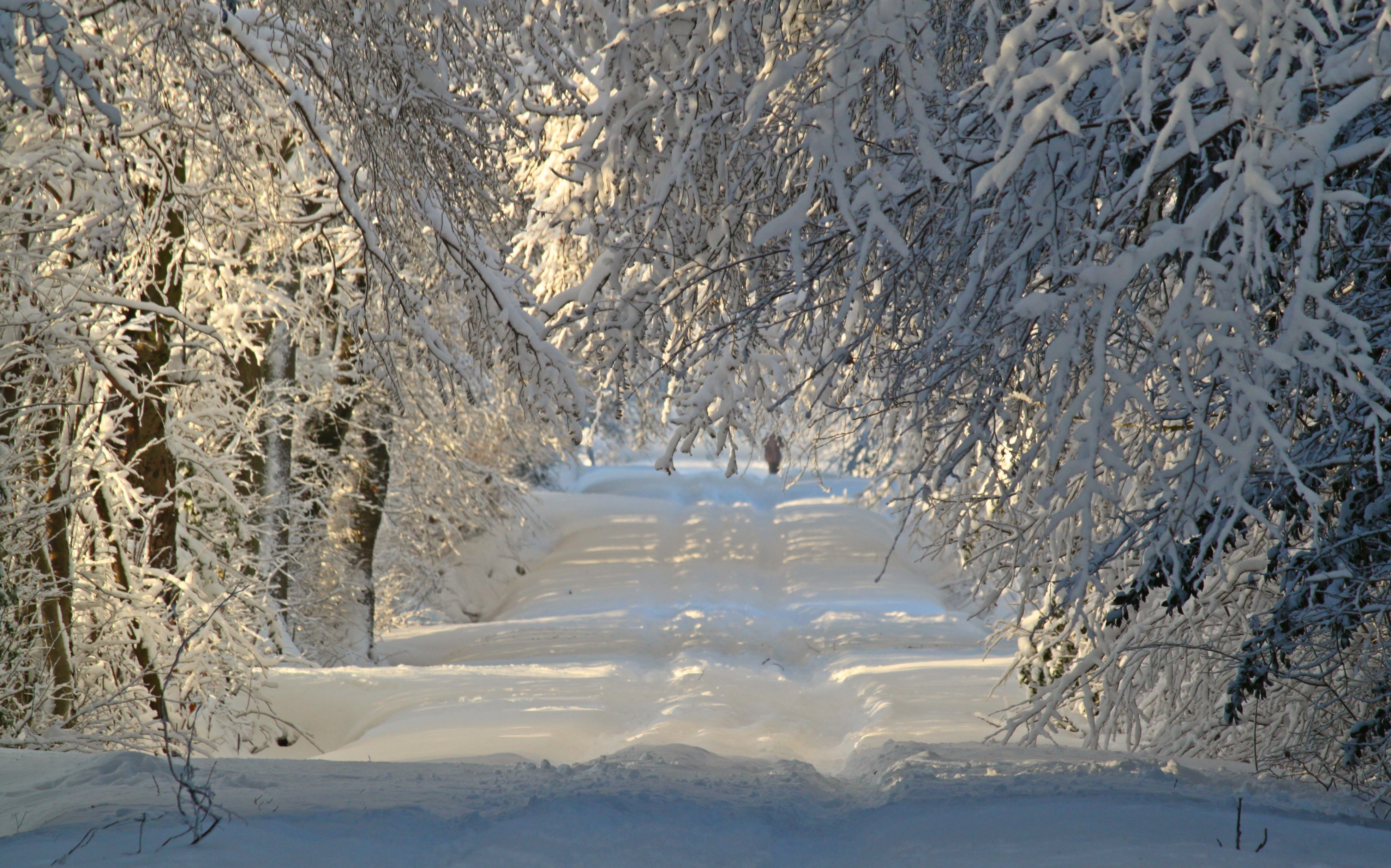 Free photo A winter road through snow-covered trees