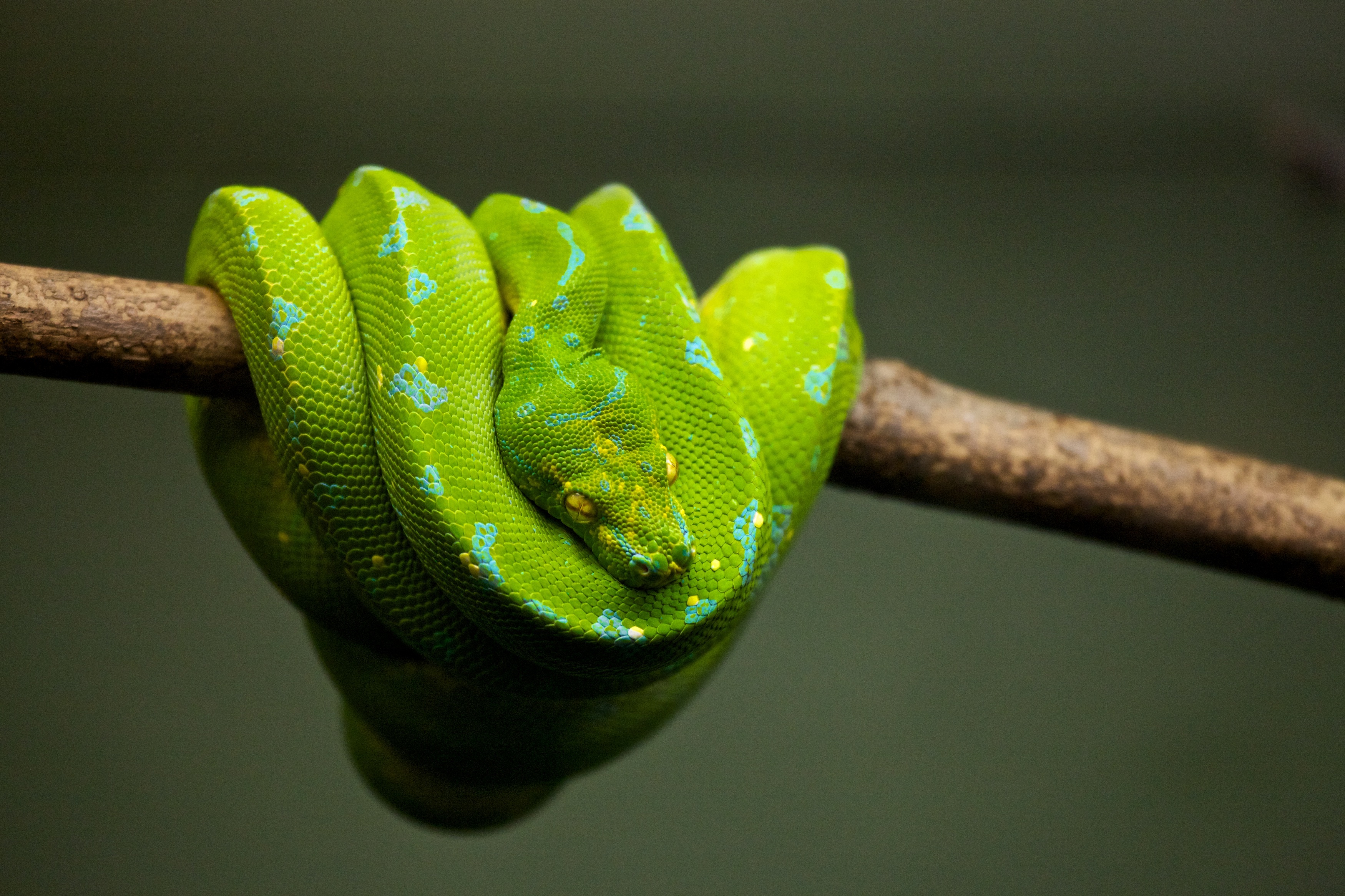 Free photo A green snake sleeps on a tree branch