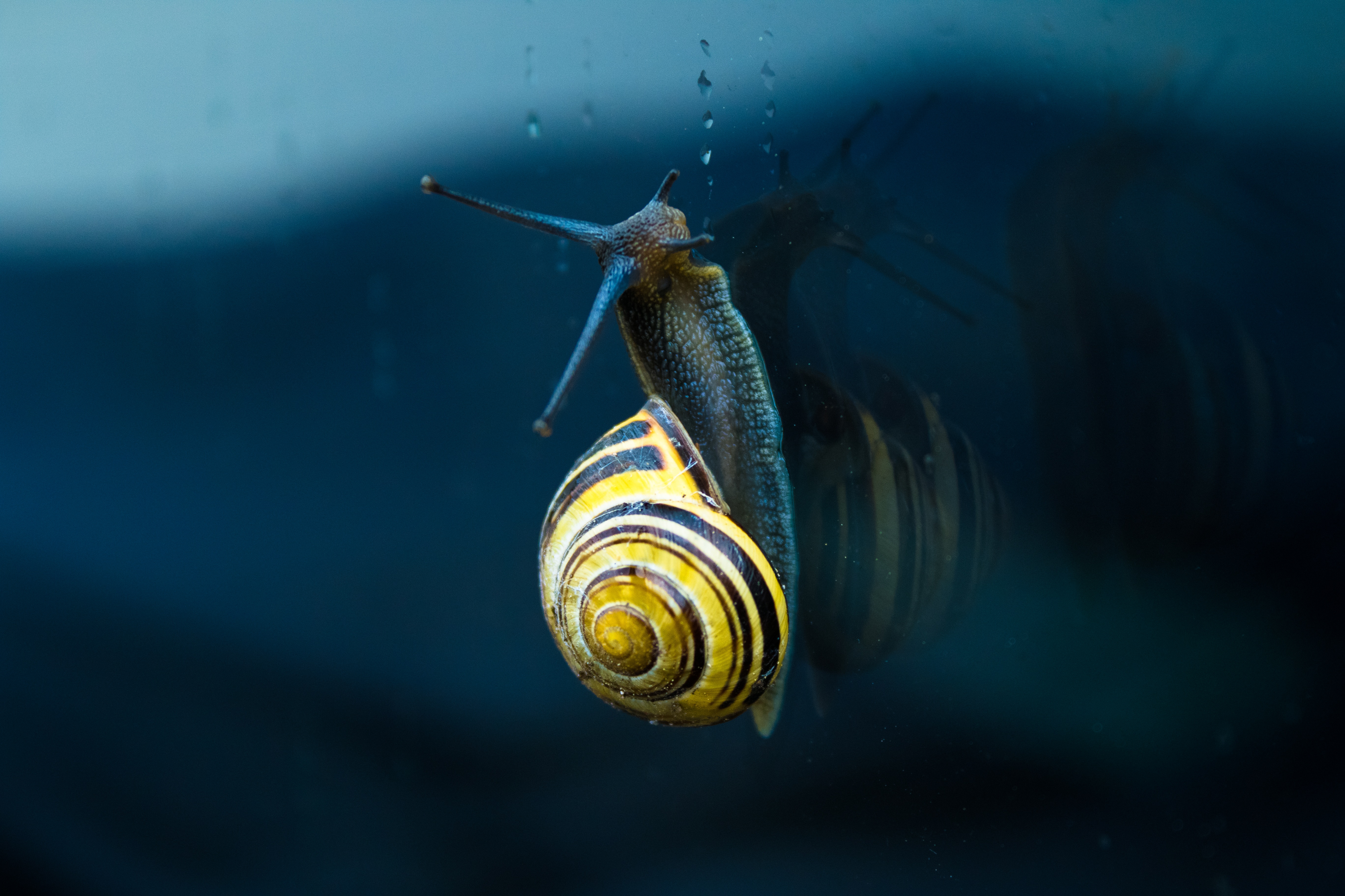 Wallpapers photos glass insect on the desktop
