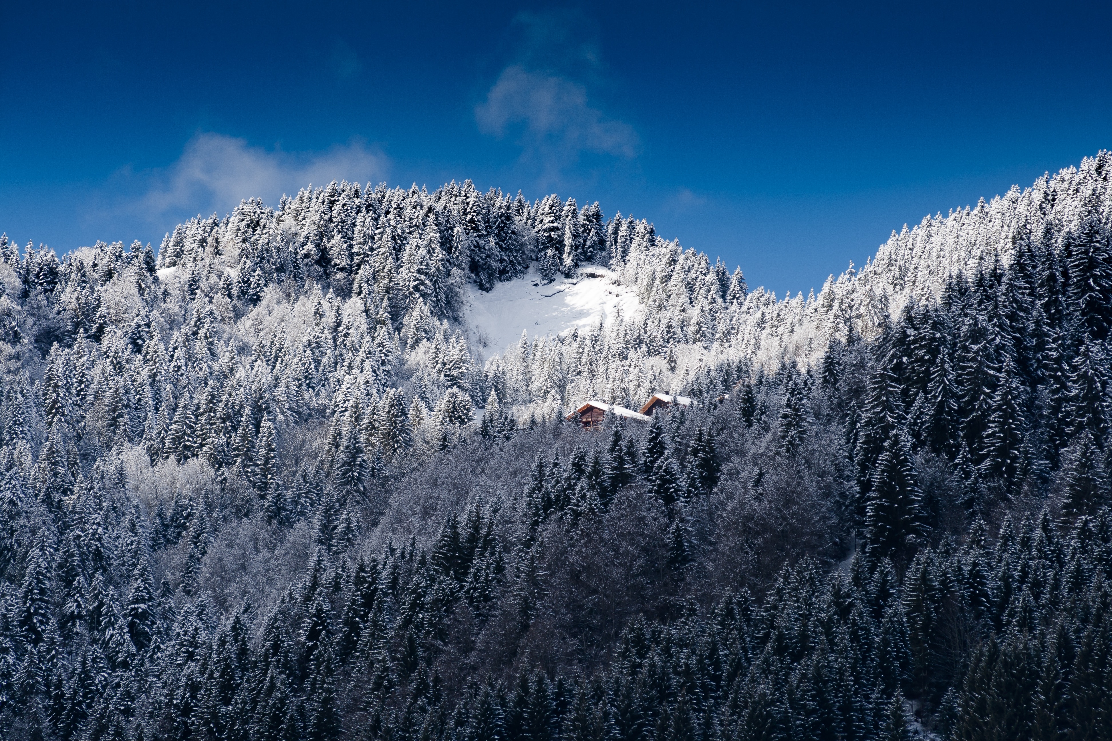 Free photo Snowy mountains overgrown with fir trees.