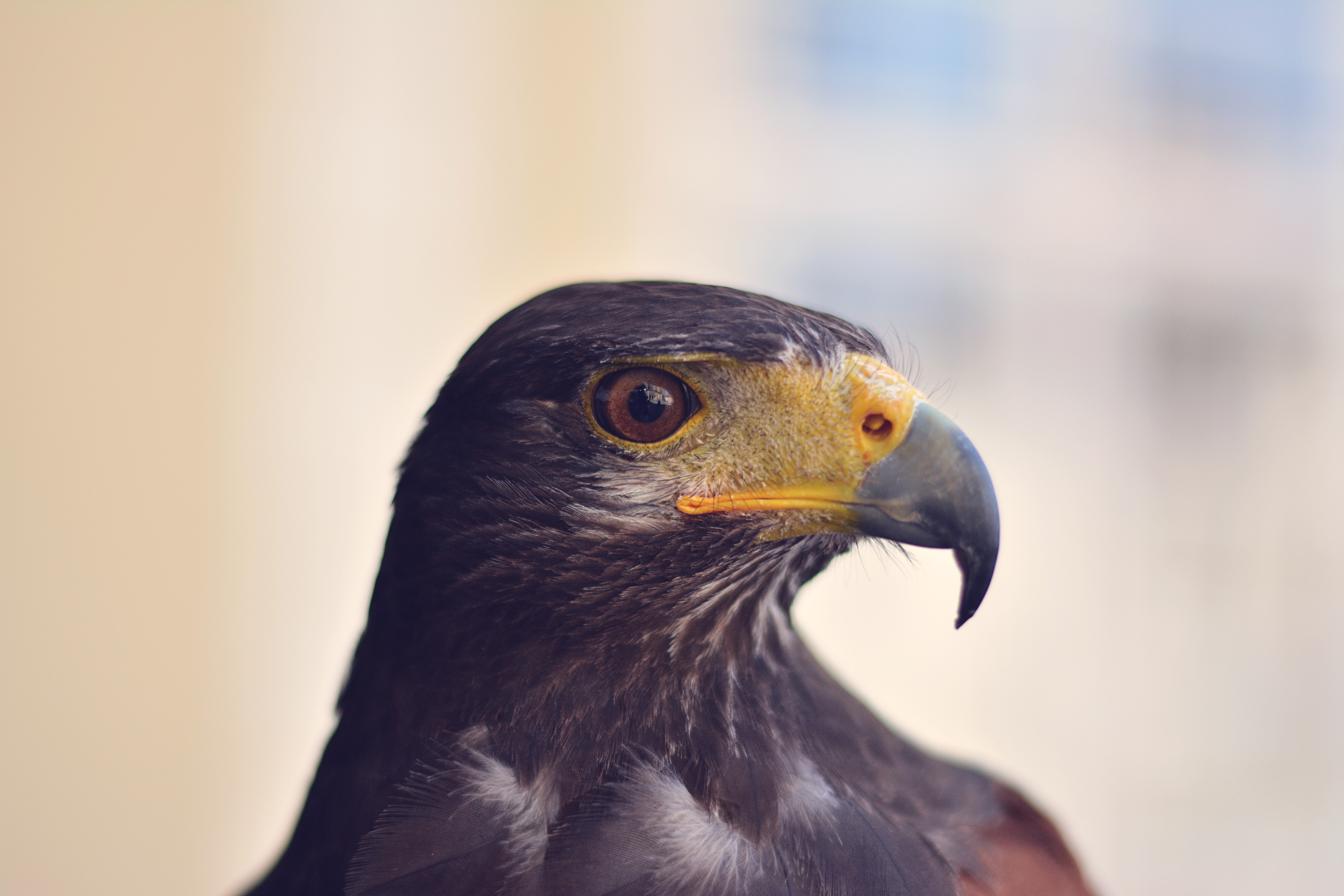 Wallpapers bird wing wildlife on the desktop