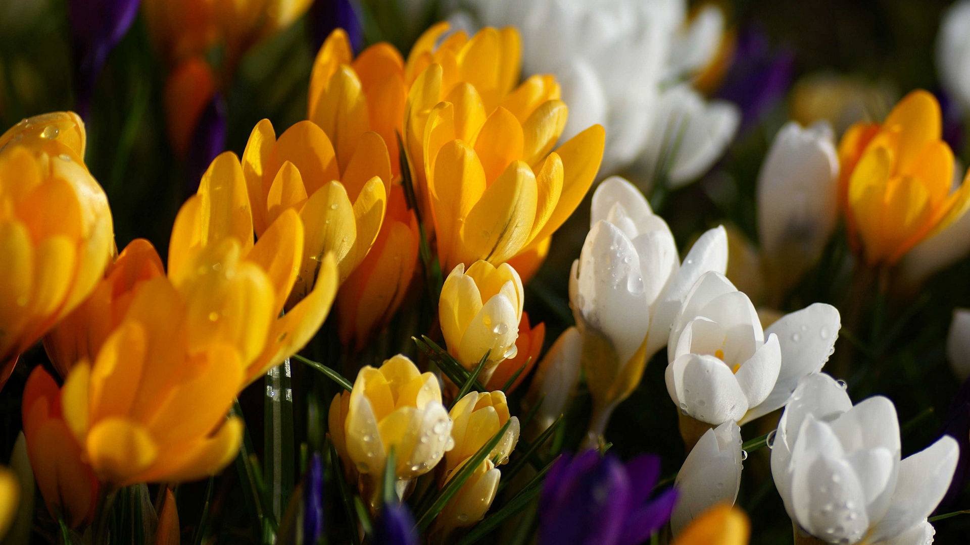 Обои цветы лепестки яркий на рабочий стол