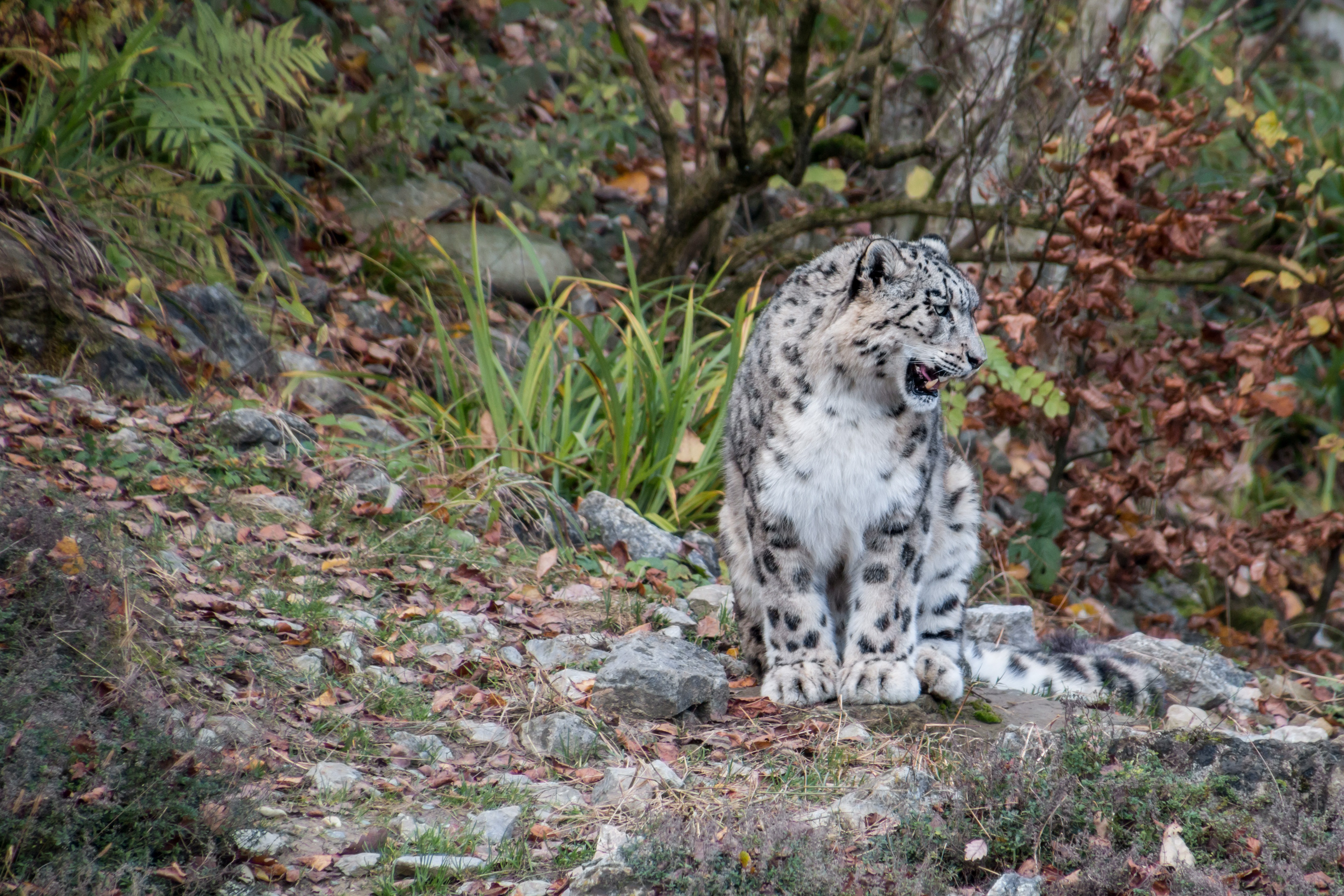 Wallpapers snow leopard predator big cat on the desktop