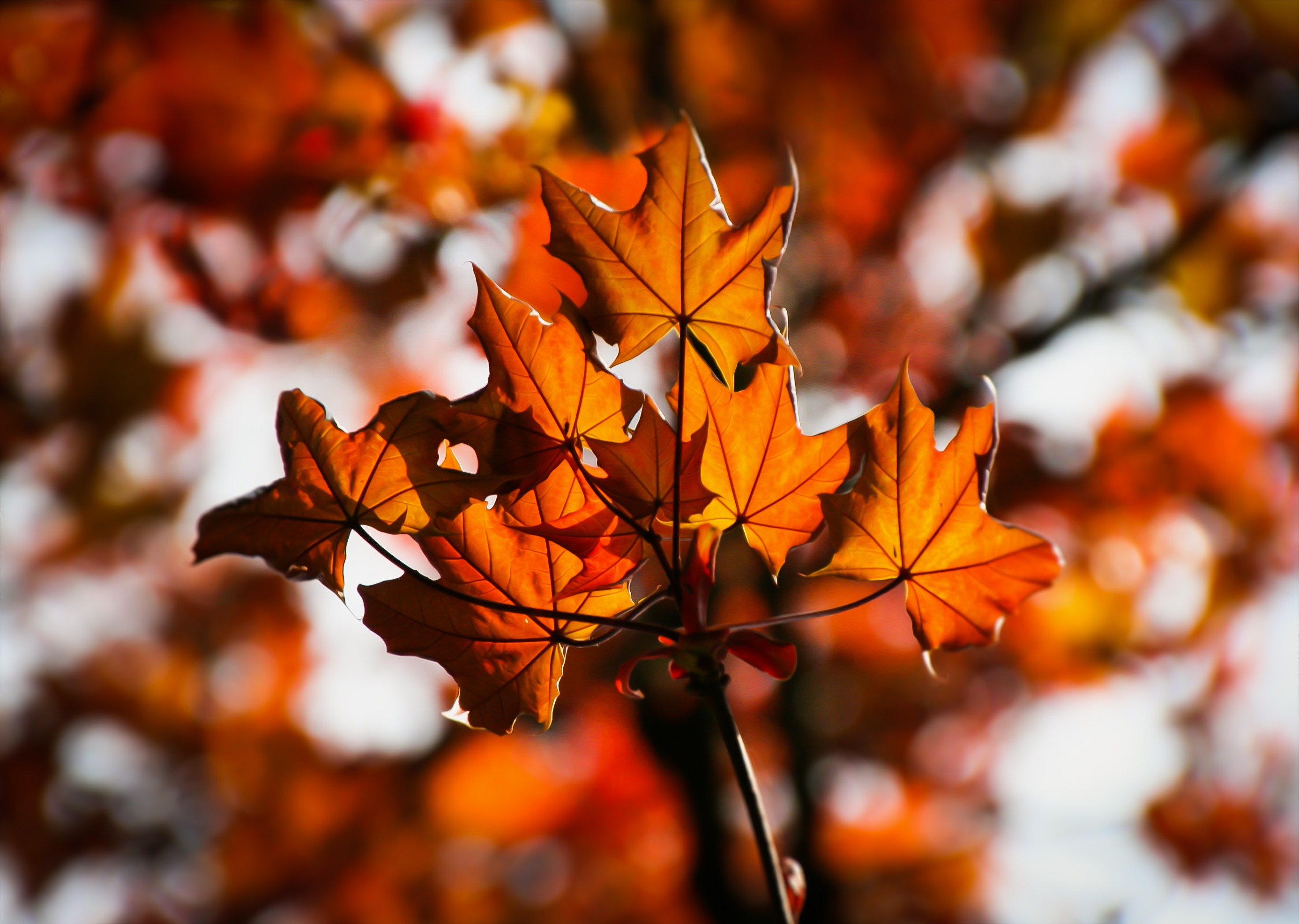 Free photo Autumn leaves on a tree branch