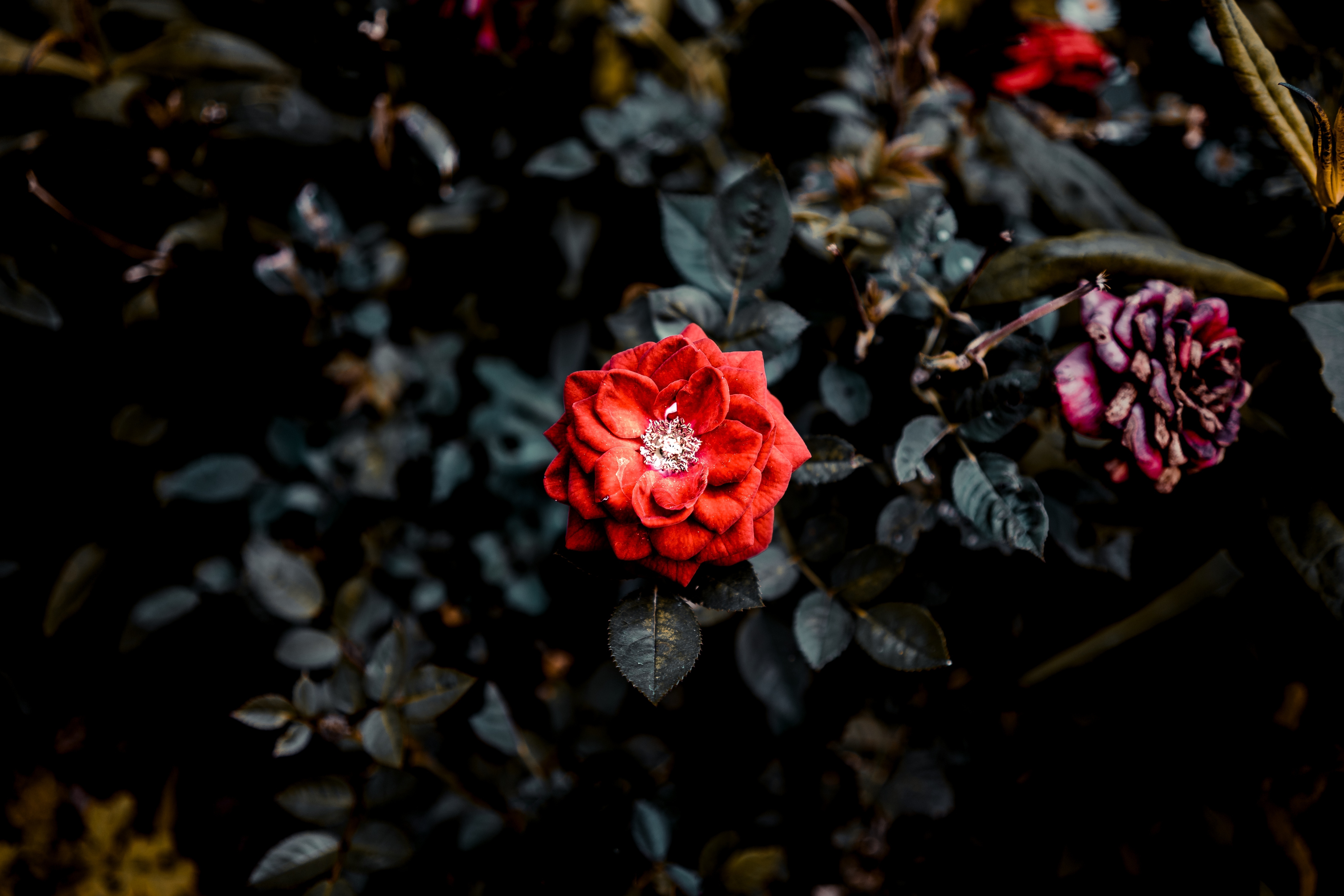 Wallpapers wallpaper red rose focus red flower on the desktop