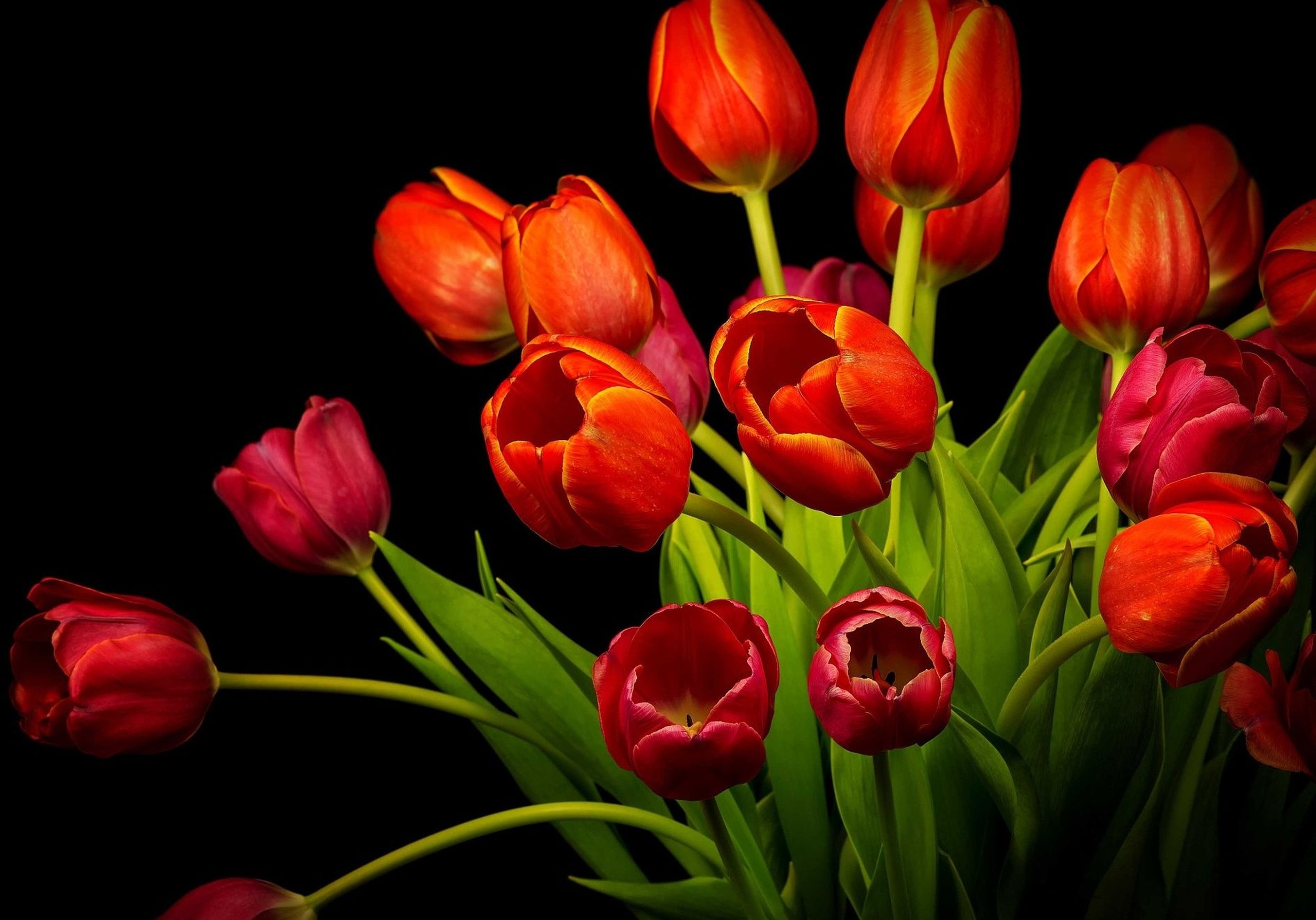 Wallpapers wallpaper red tulips petals leaves on the desktop