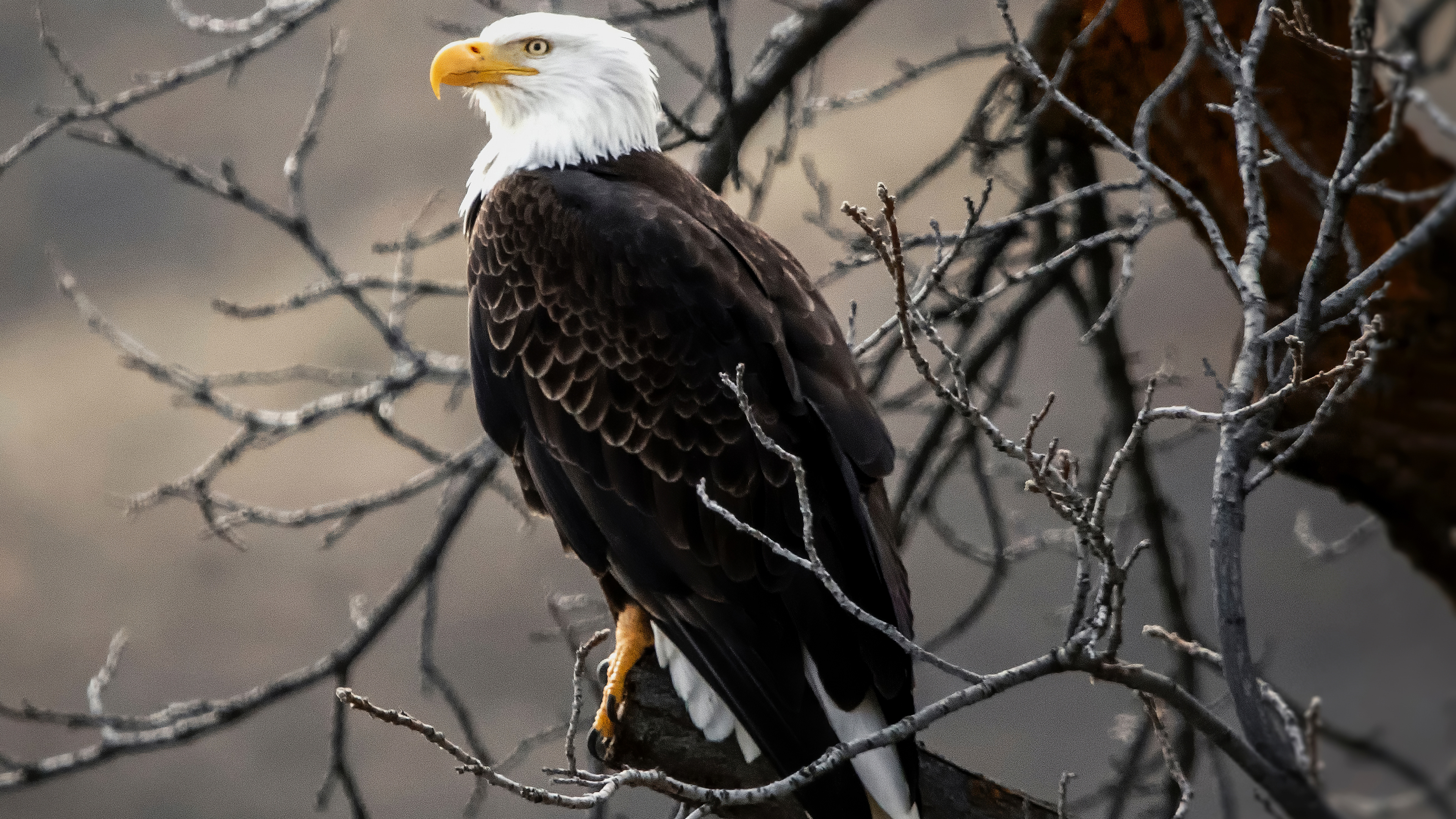 Wallpapers bald eagle eagle white head on the desktop