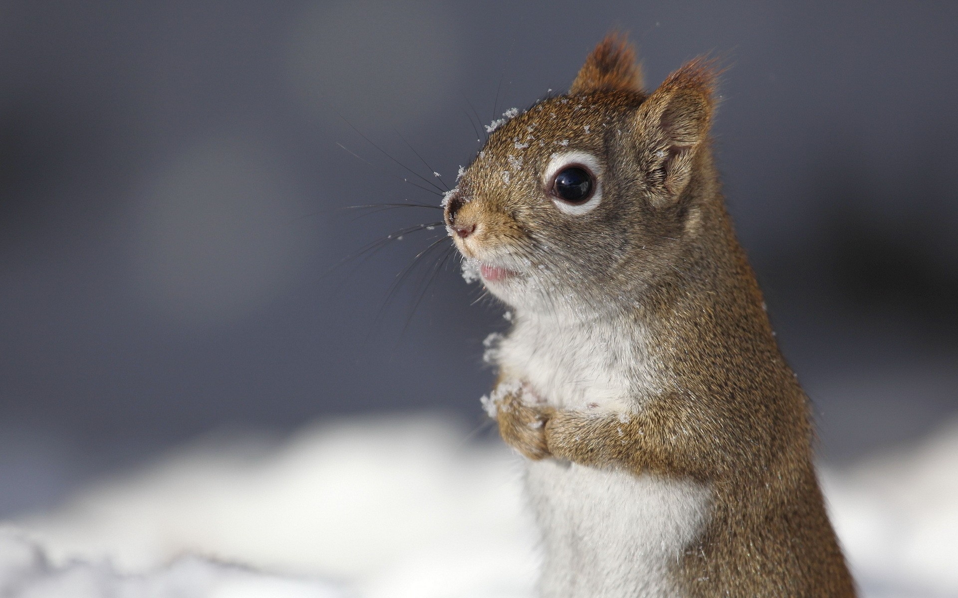 Wallpapers snow winter squirrel on the desktop