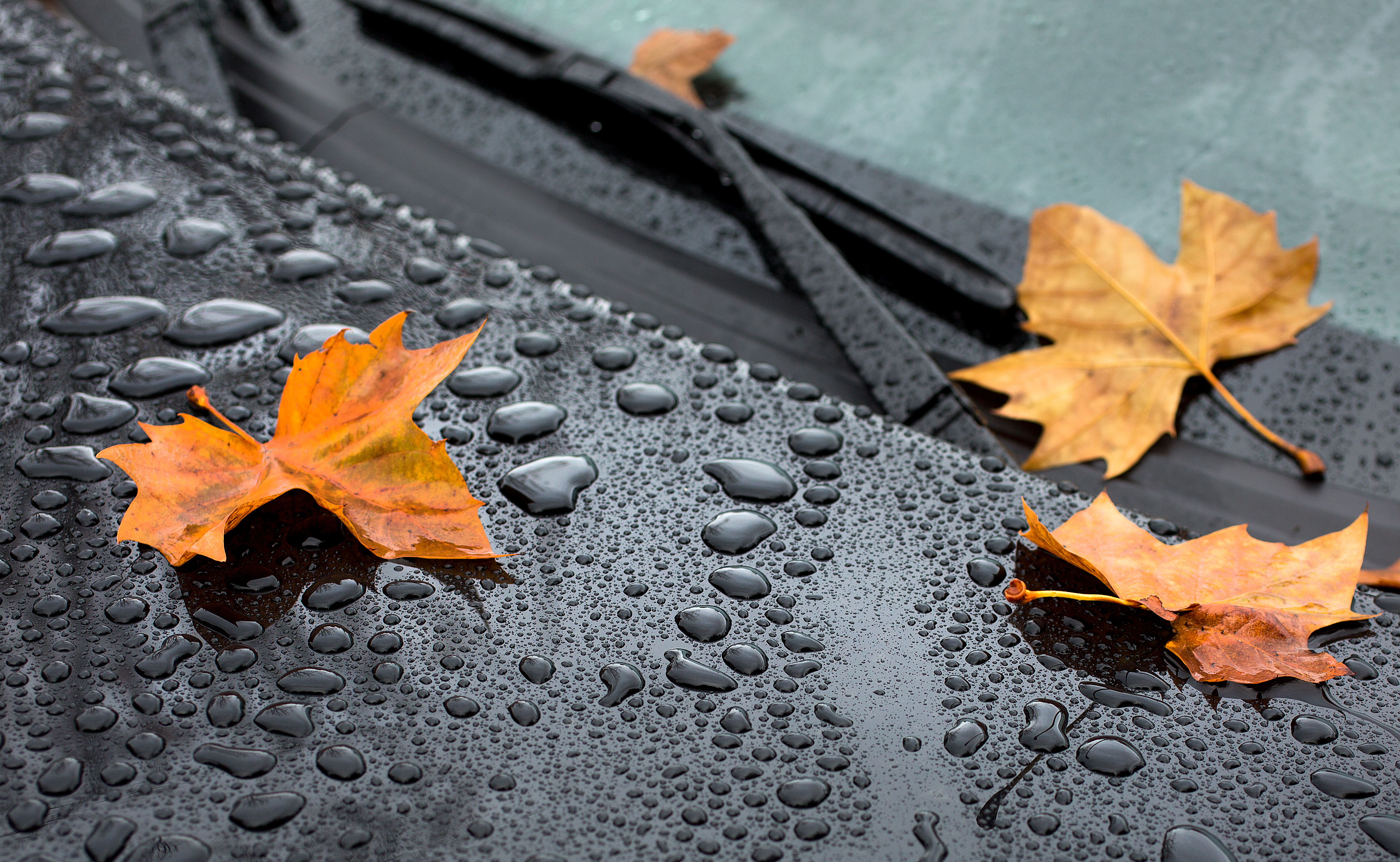 Free photo Fallen leaves lying on a wet surface