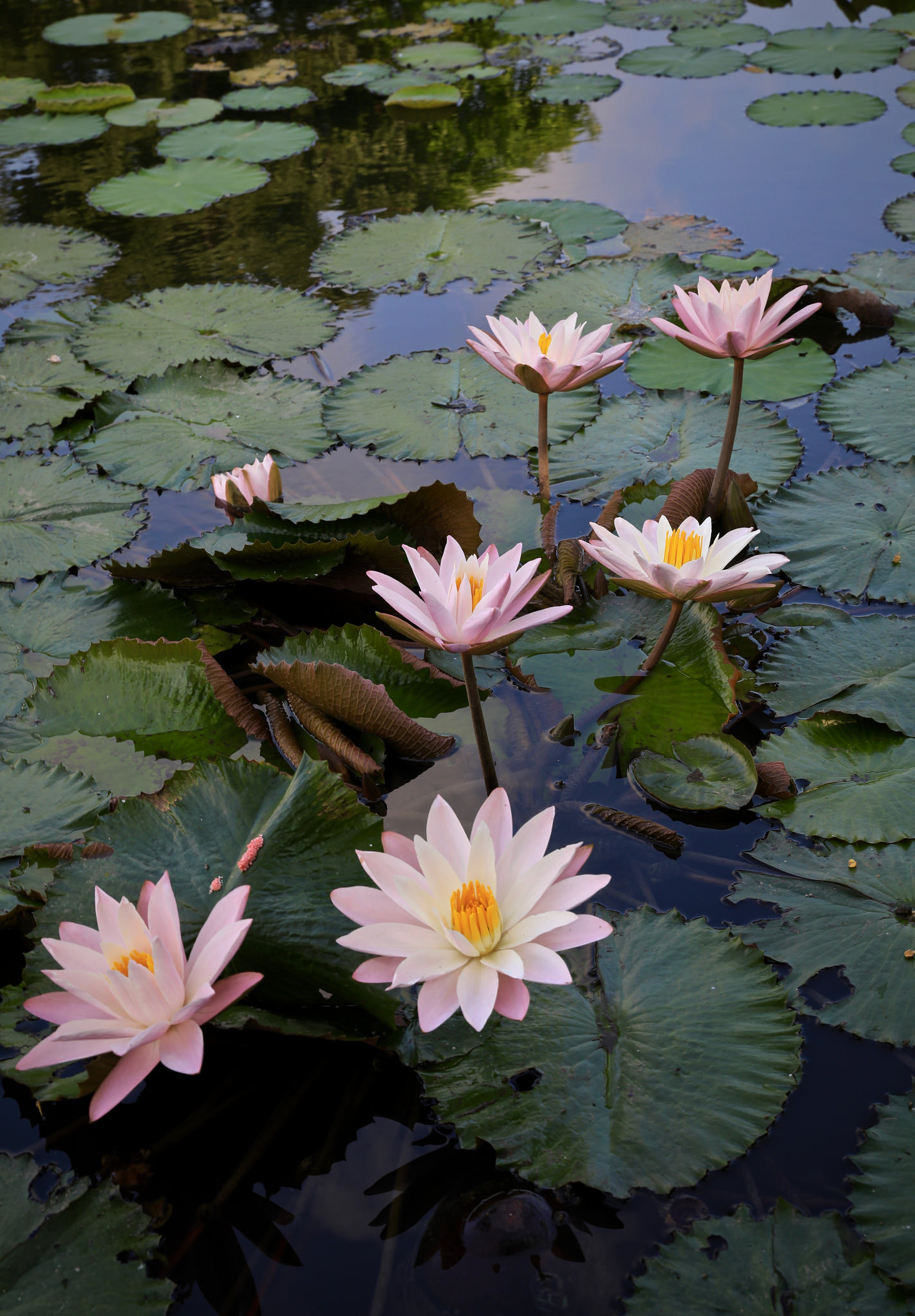 Wallpapers beautiful flower flora body of water on the desktop