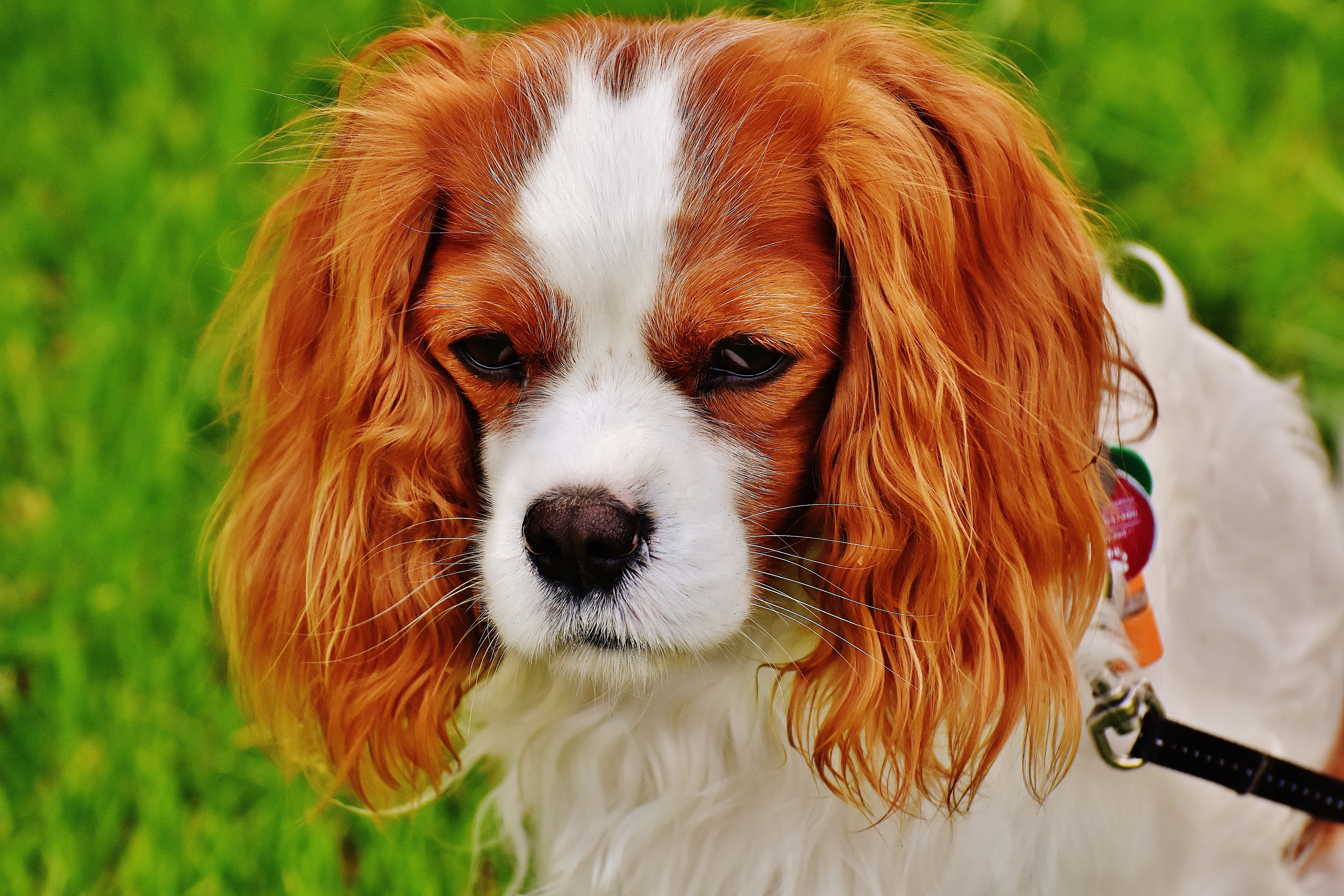 Free photo Sad little lop-eared dog.