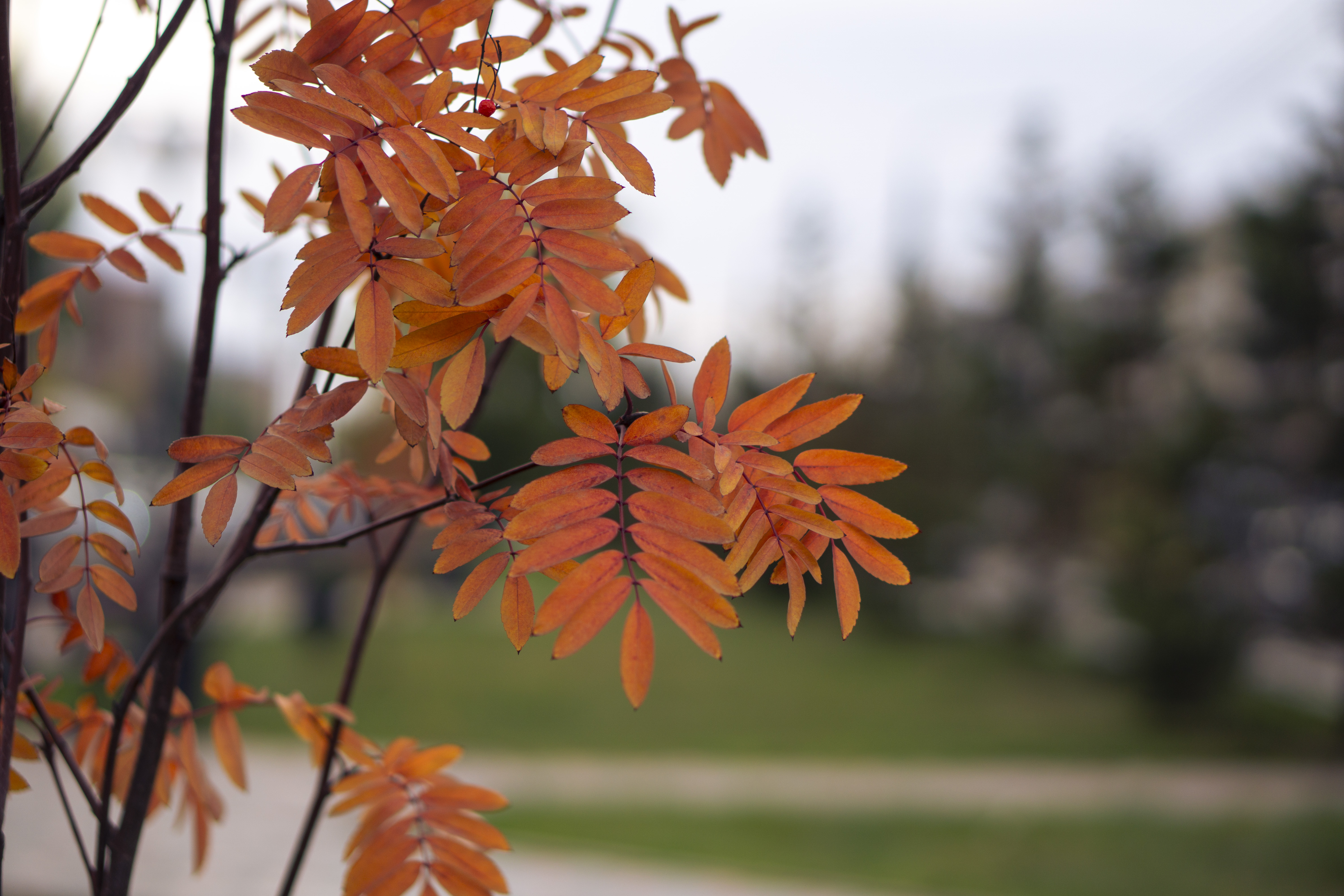 Free photo Autumn leaves