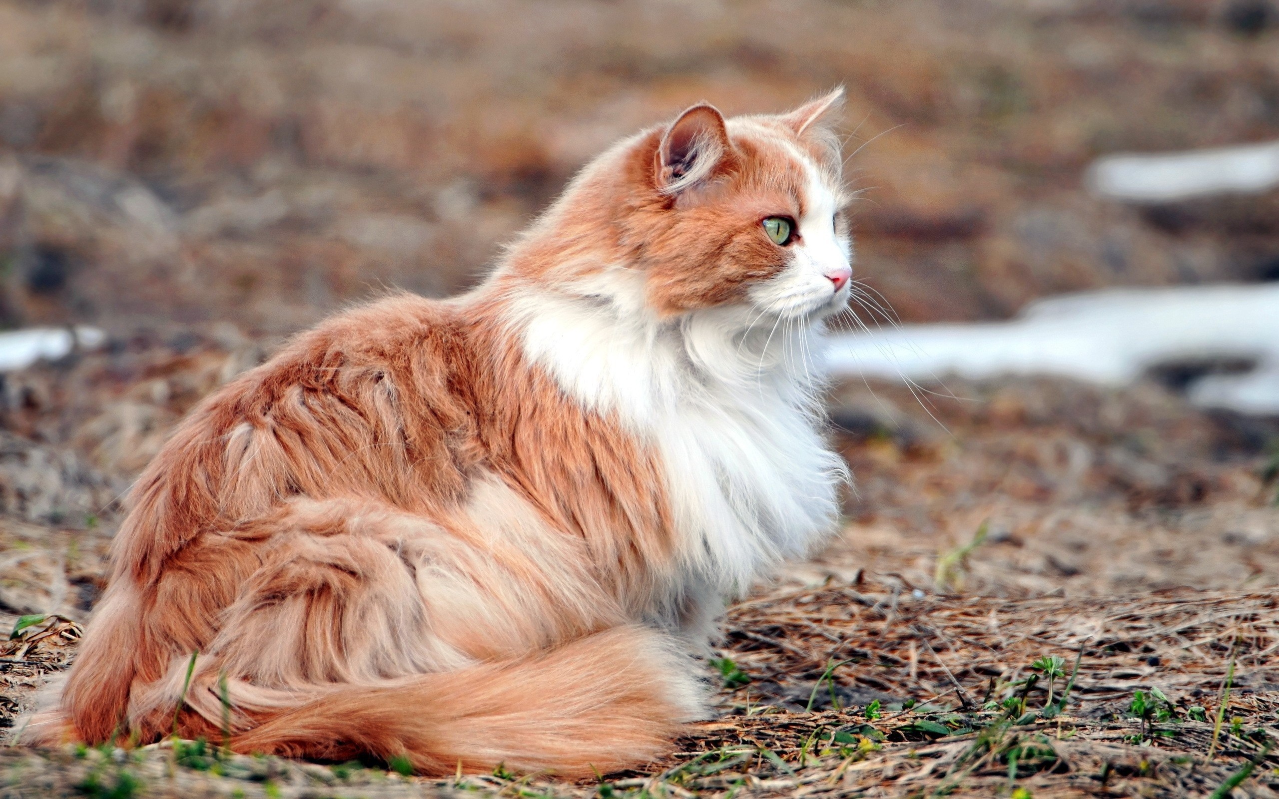 Free photo A domestic fluffy cat on the street