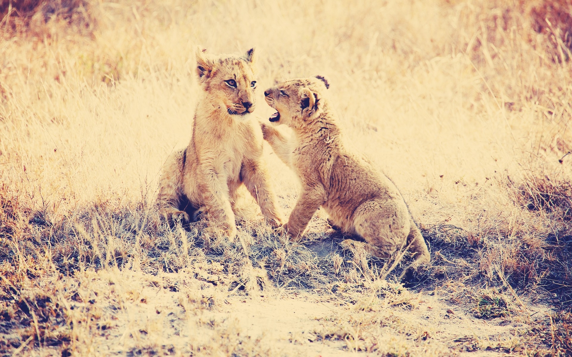 Два маленьких львёнка играются