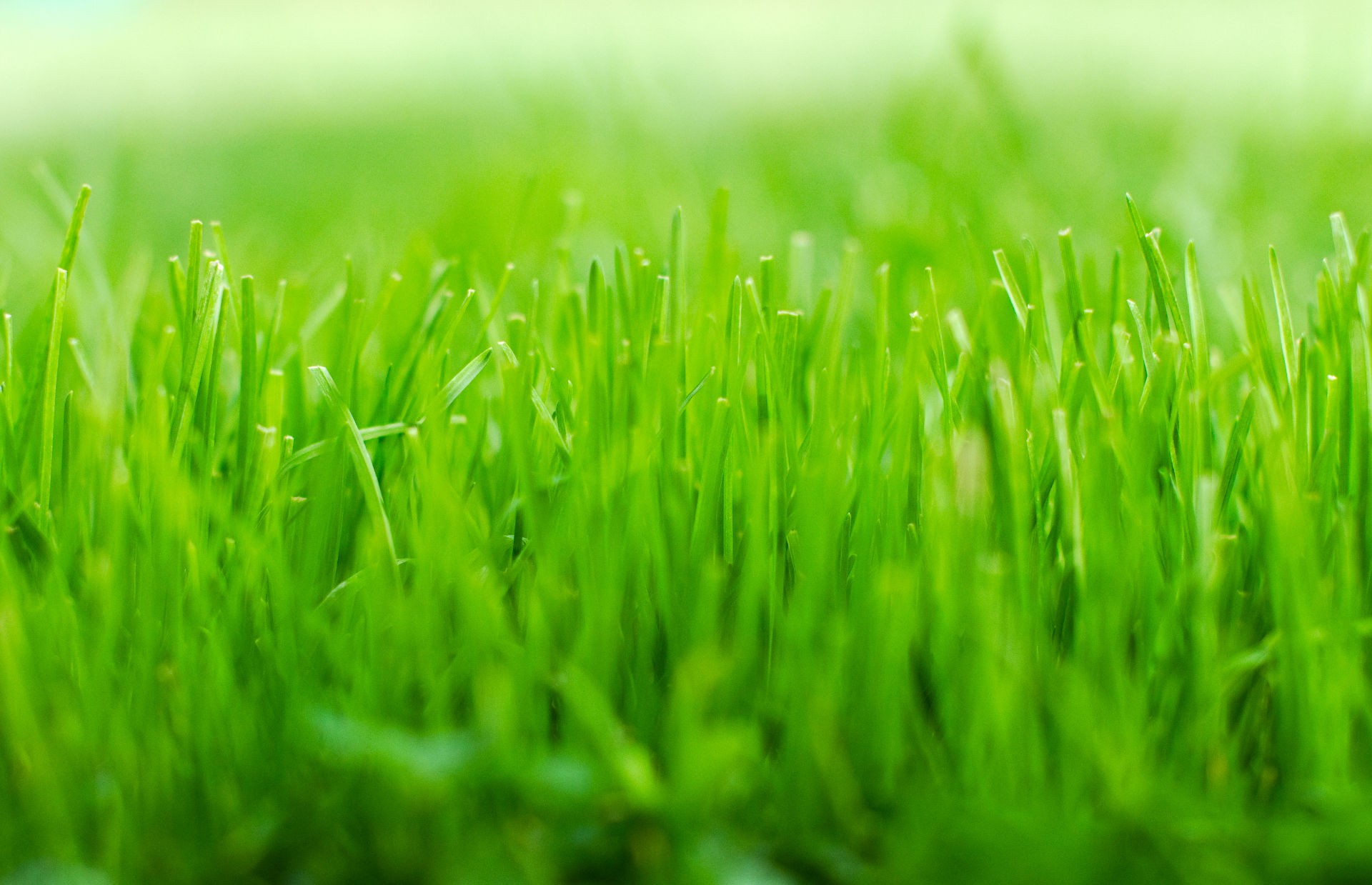 Бесплатное фото Свежесть лета