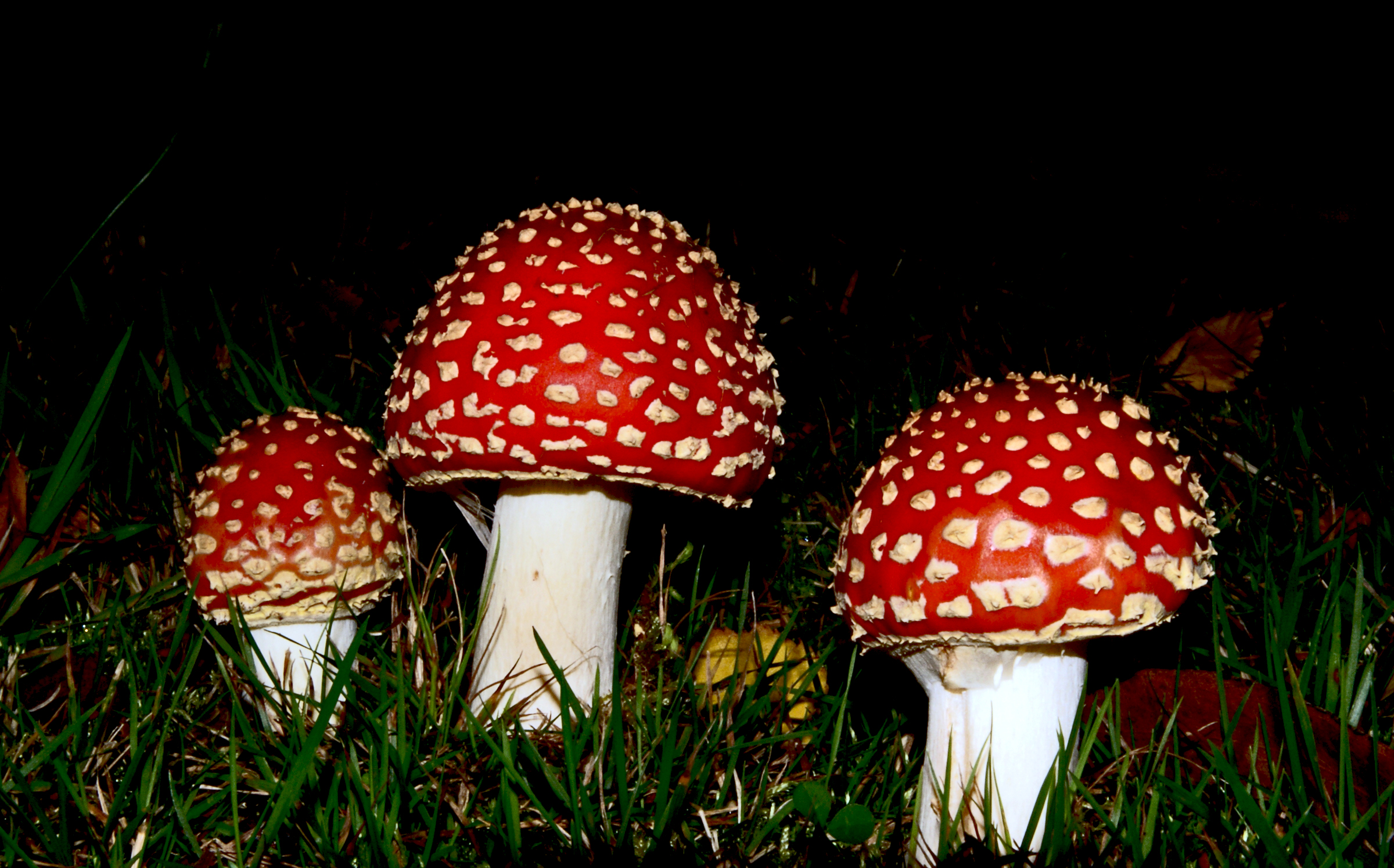 Обои группы цветок узор на рабочий стол