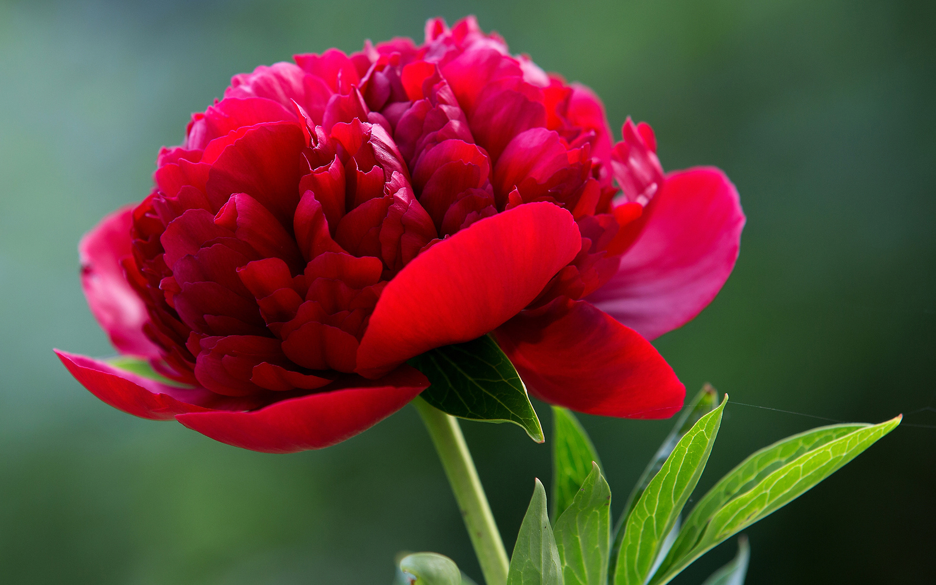 Wallpapers peony petals red on the desktop