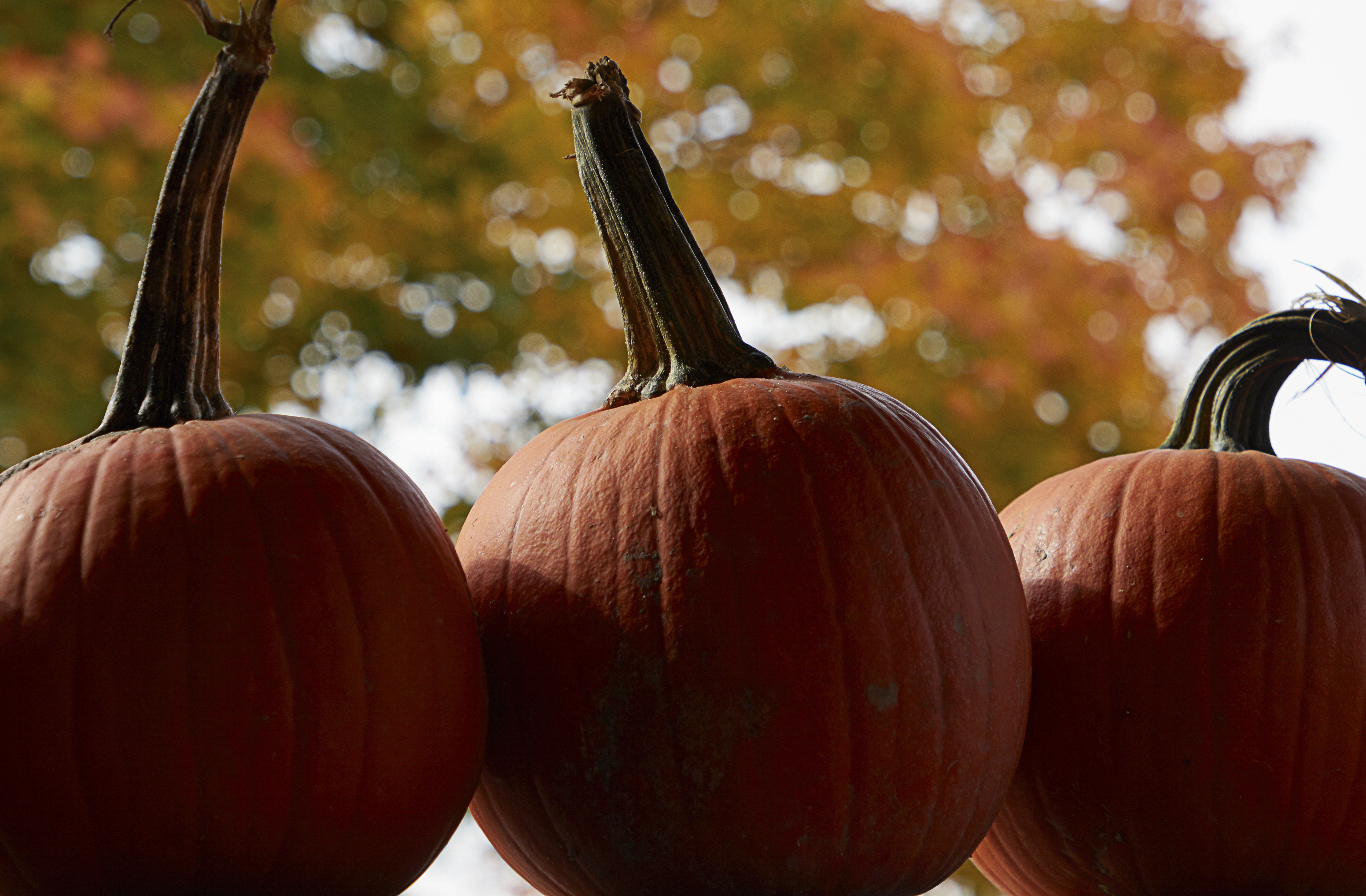 桌面上的壁纸南瓜 收获 摔跟头