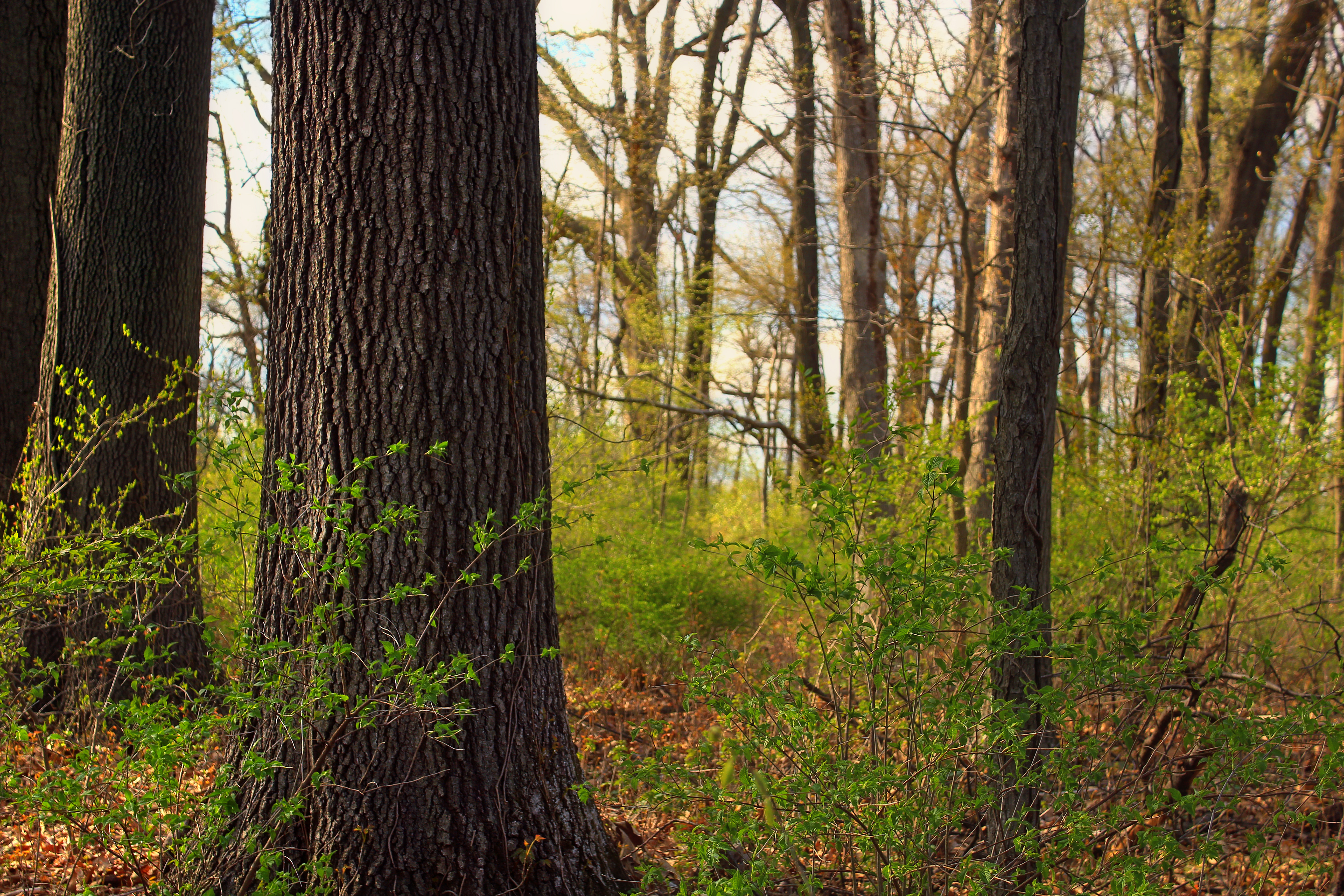 Free photo Tall green bushes in the forest