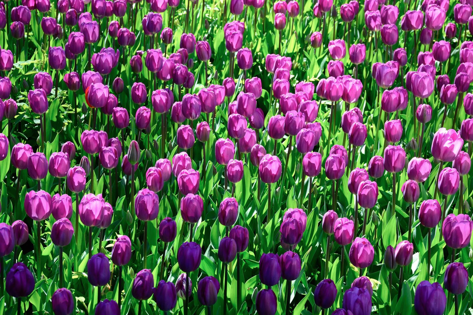 Обои растение цветок фиолетовый на рабочий стол