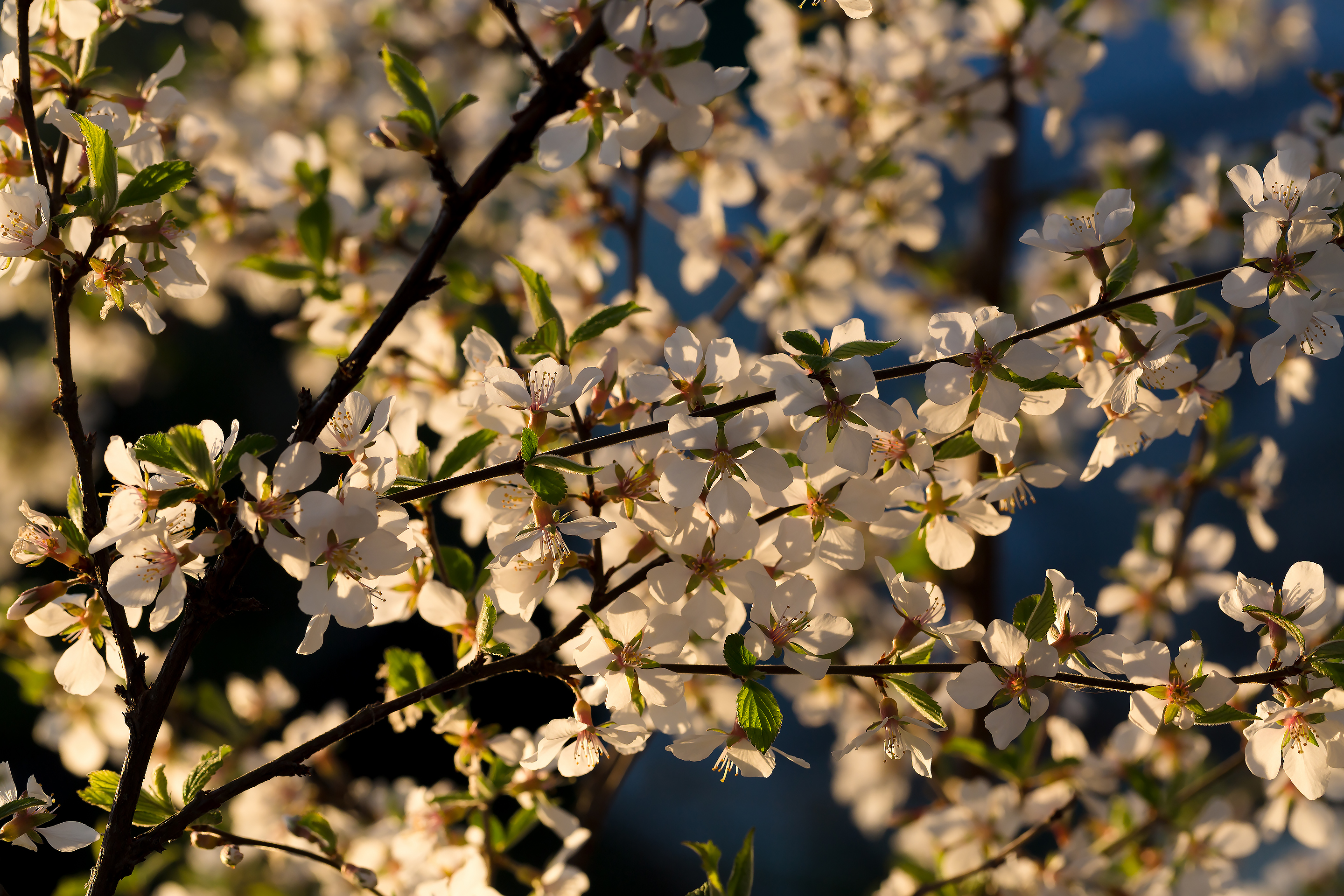 Цветение войлочной вишни в свете заката