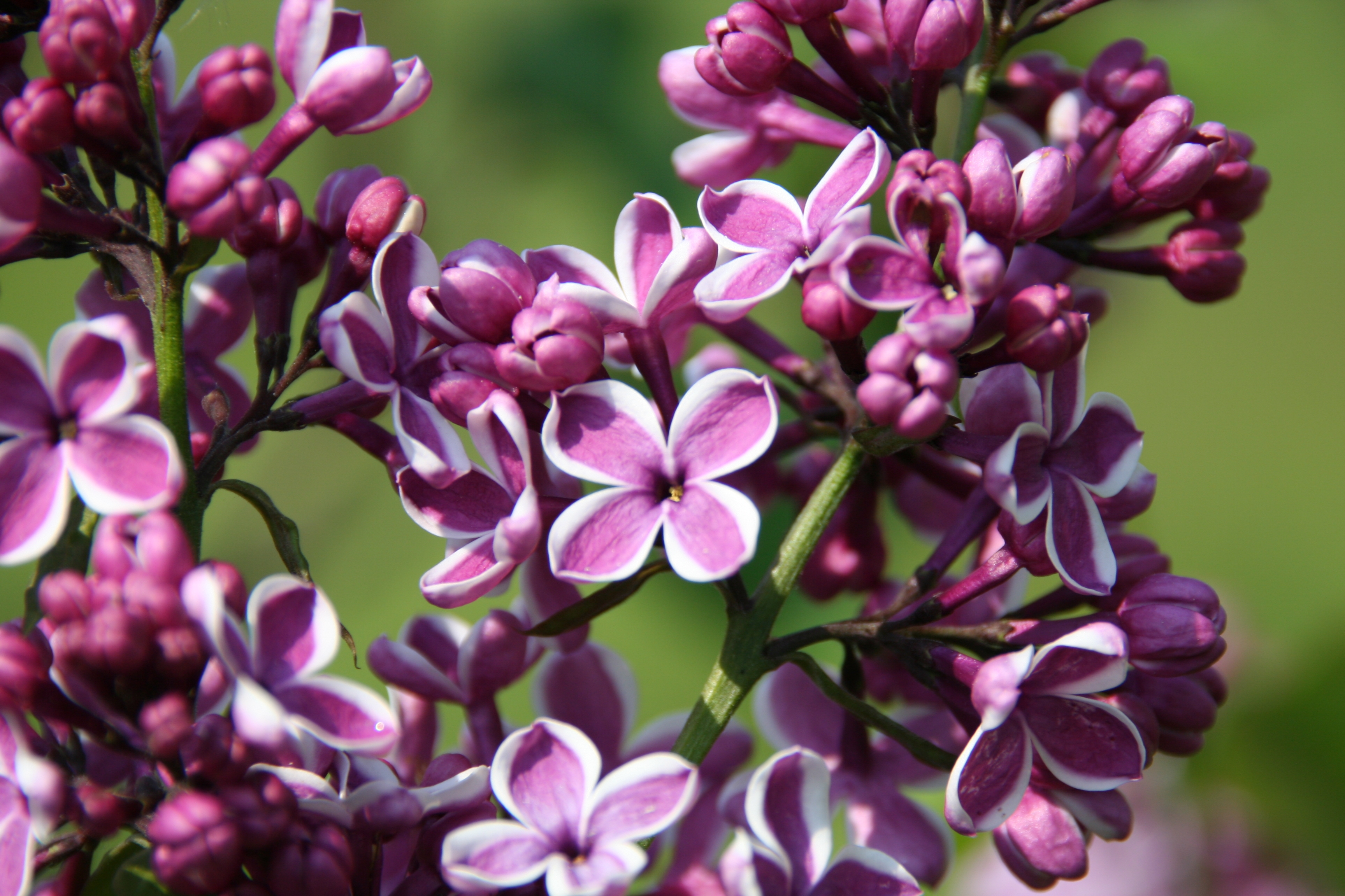 Free photo Spring pink flowers